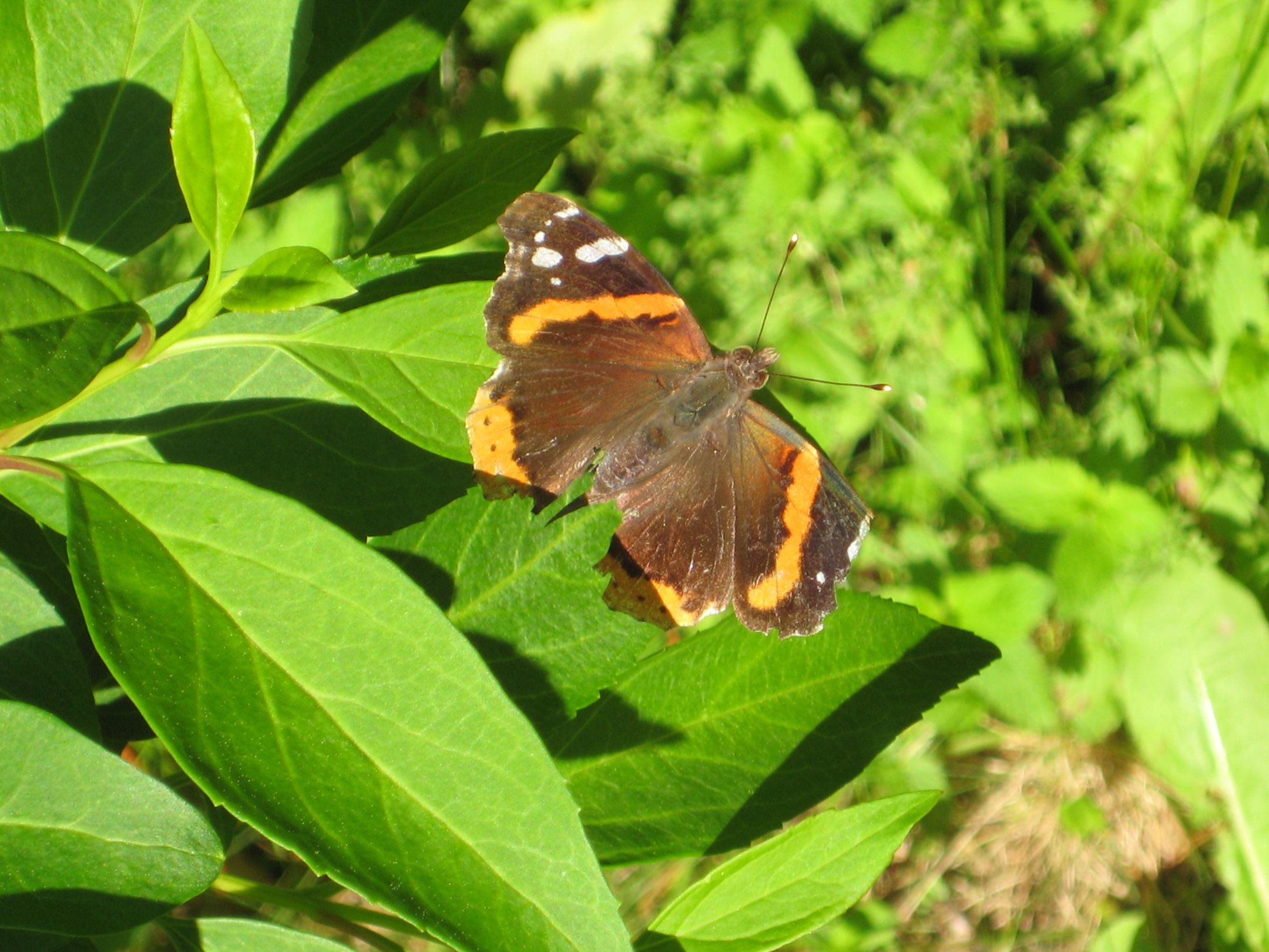 Orange Brown Butterfly stock by mousiestock on DeviantArt