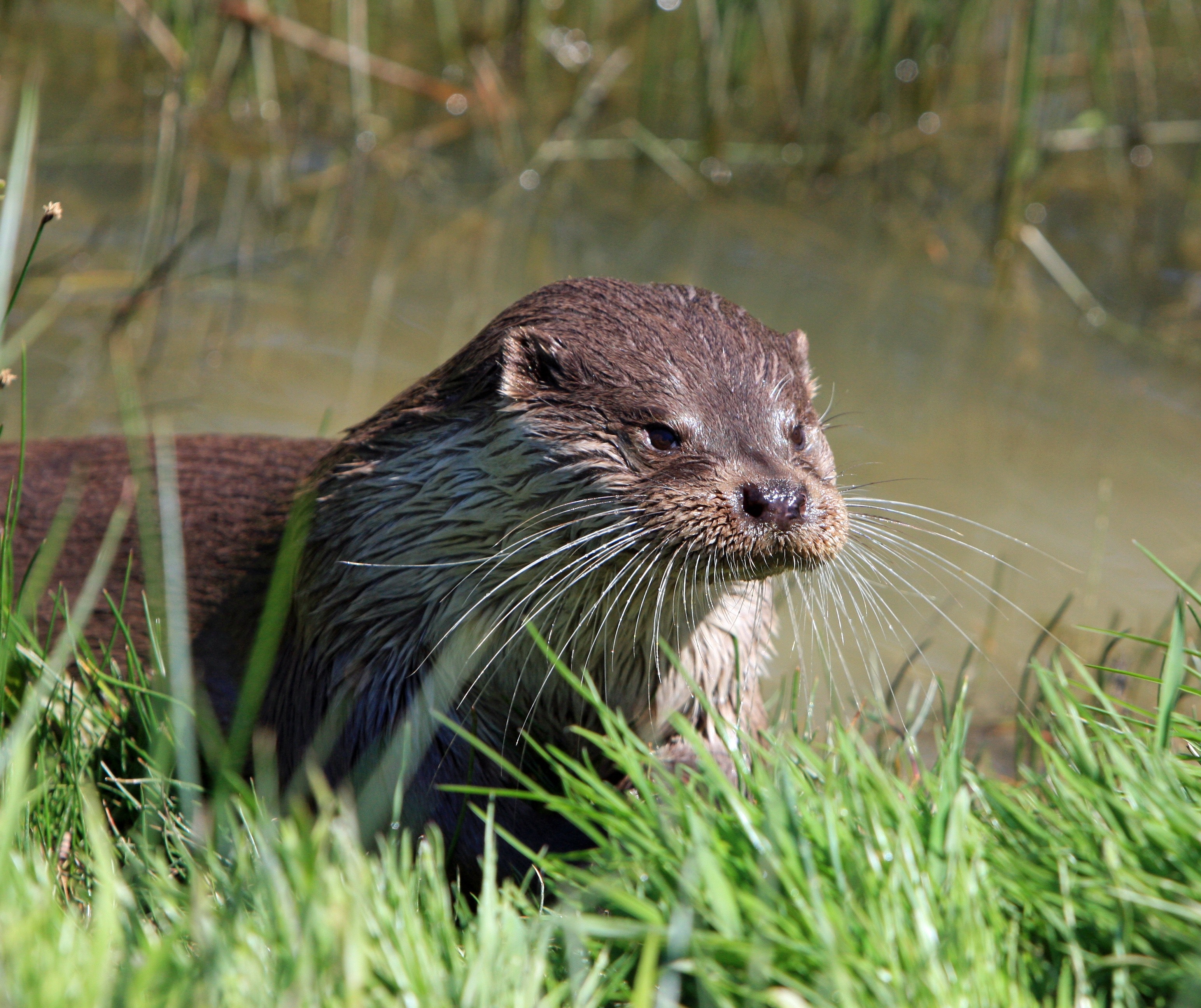 Brown otter near green grass photo
