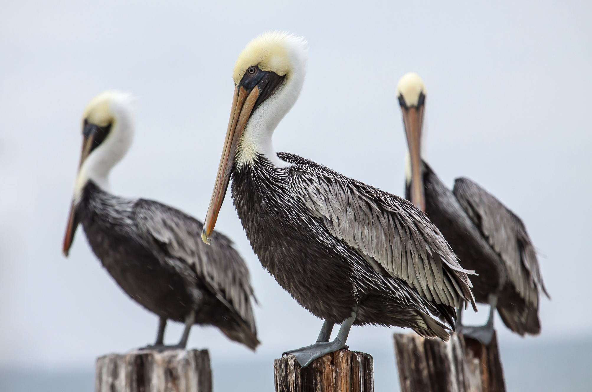 Brown Pelican | The Audubon Birds & Climate Change Report