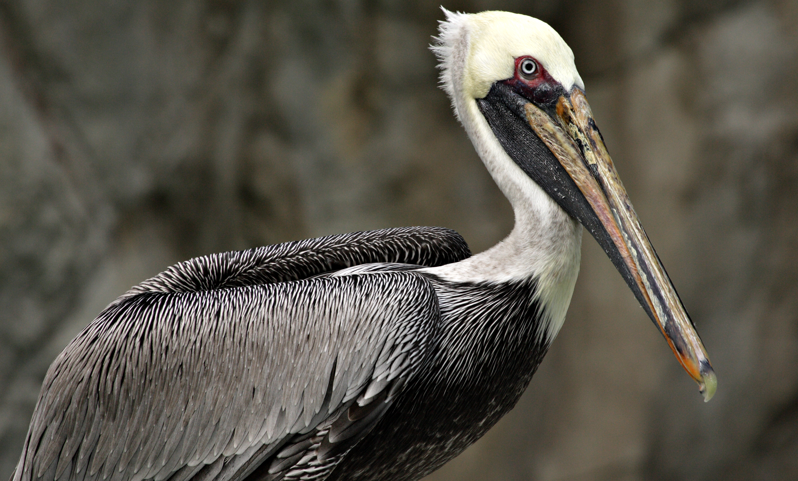 Brown pelican | Smithsonian's National Zoo