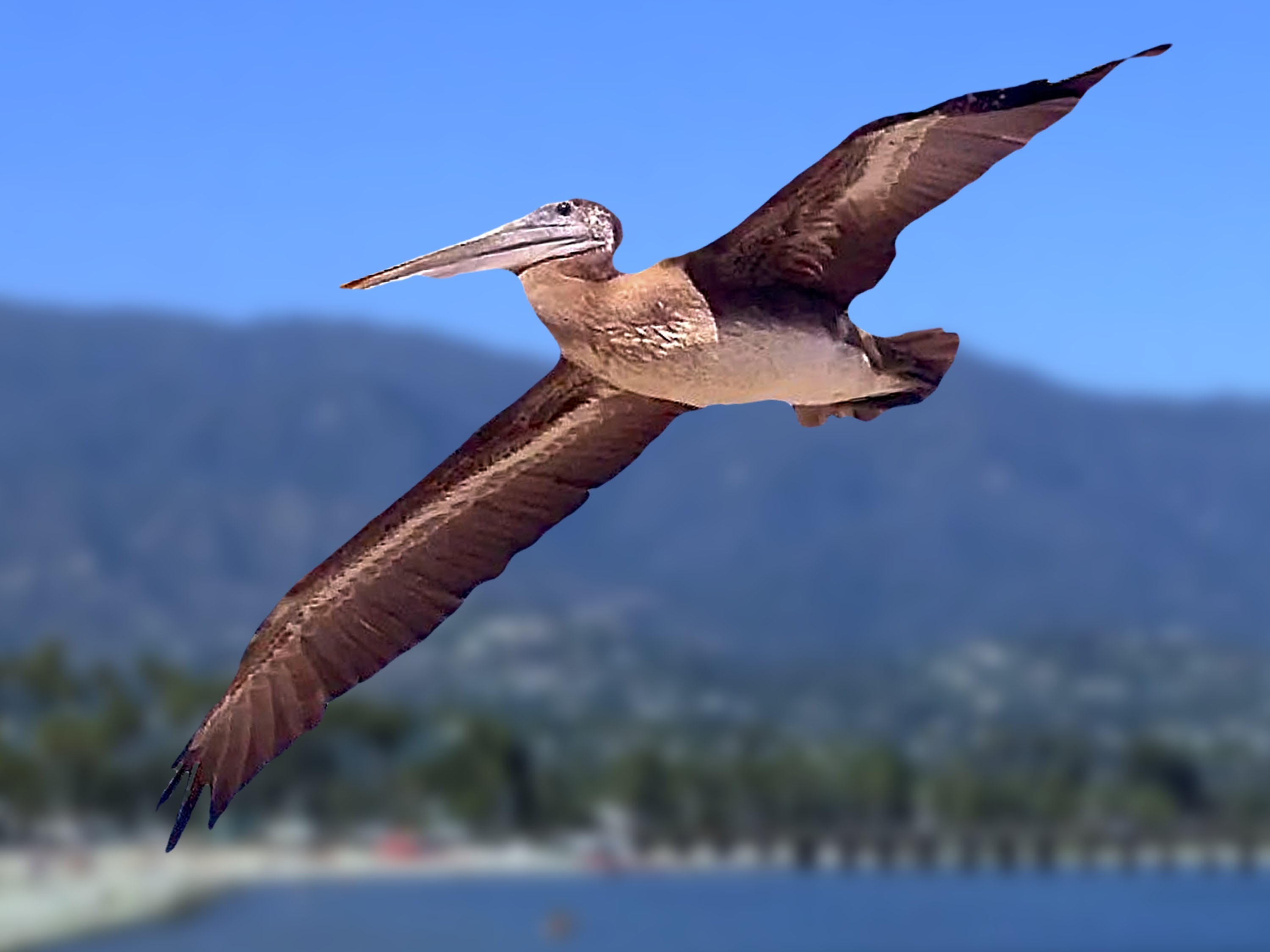 California Brown Pelican - YouTube