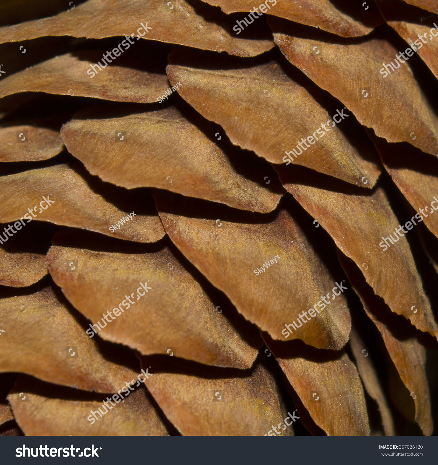 Brown pinecone close-up photo
