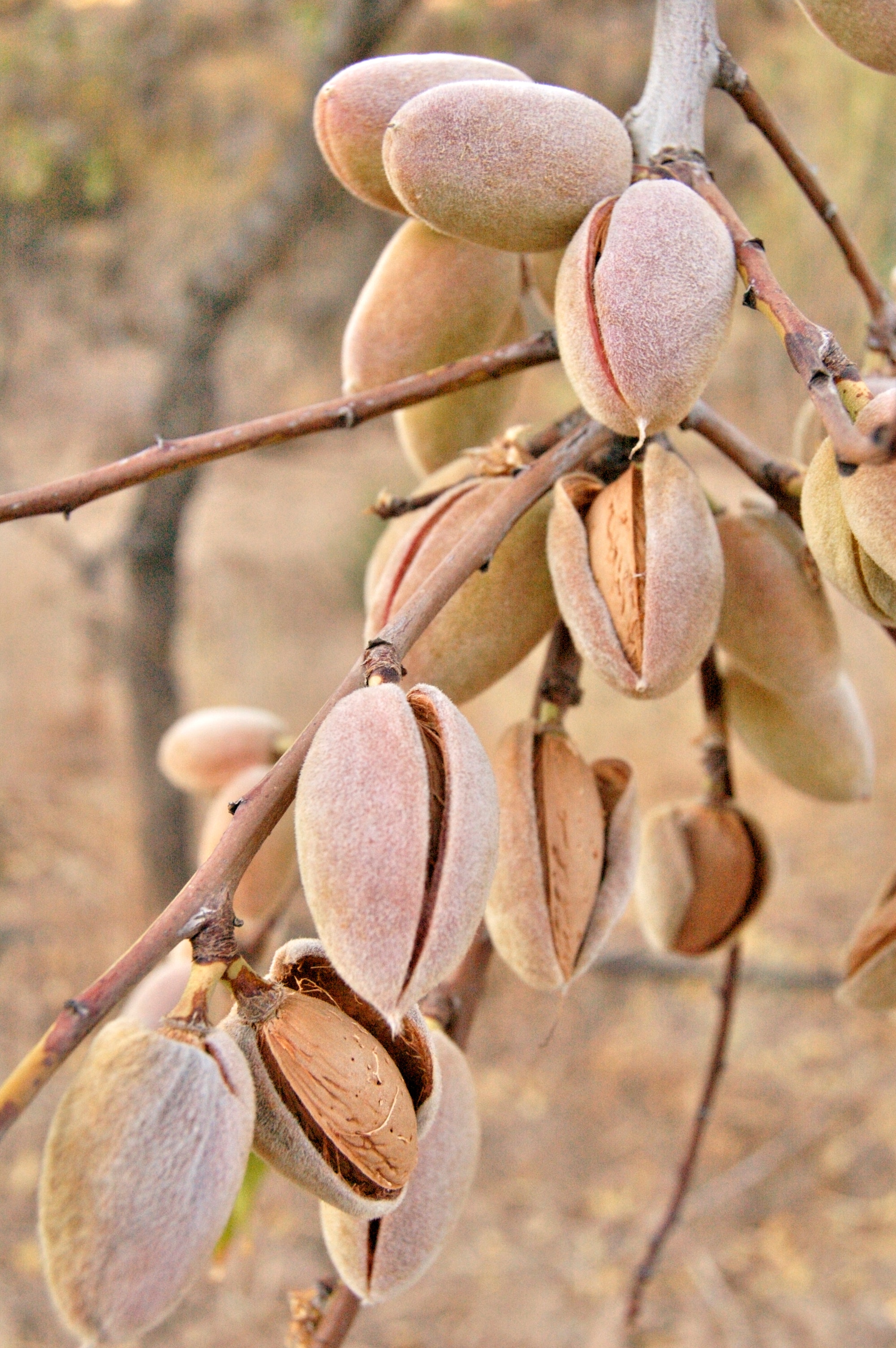 Brown pistachio nut lot photo