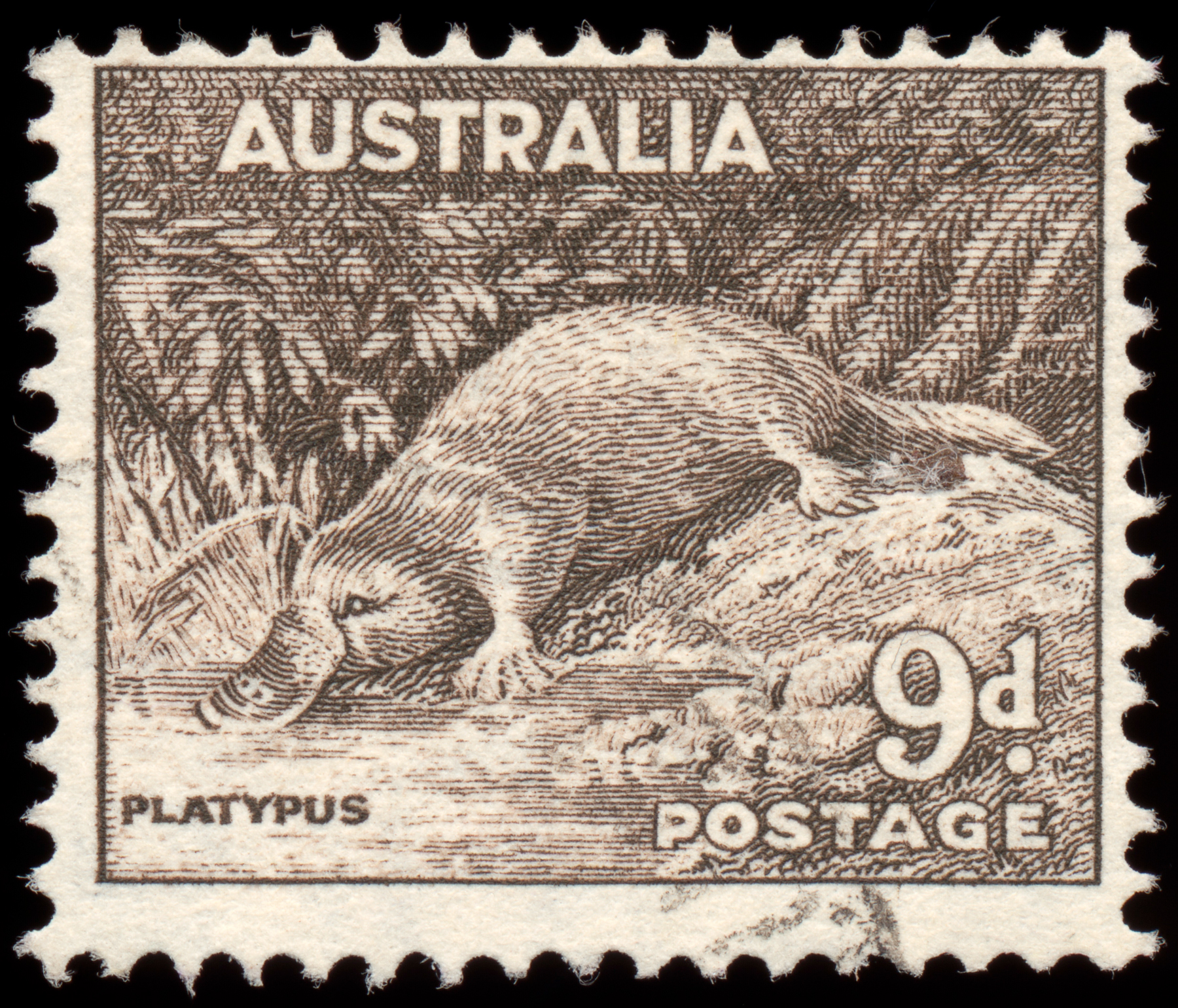 Brown Platypus Stamp, 9, Post, Rectangle, Postmark, HQ Photo