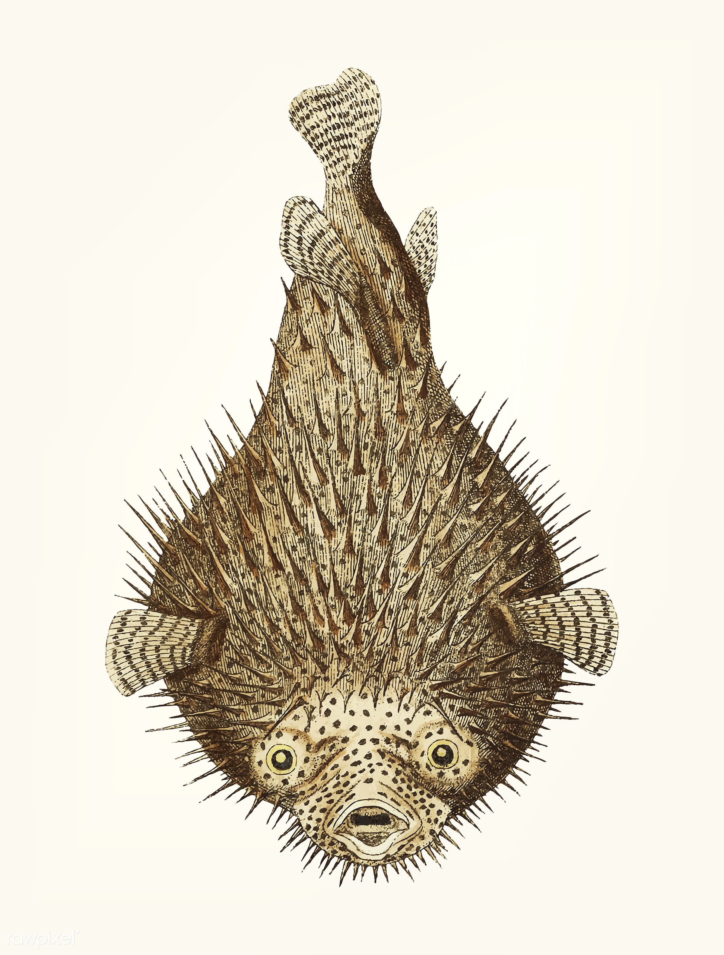 Hand drawn porcupine fish
