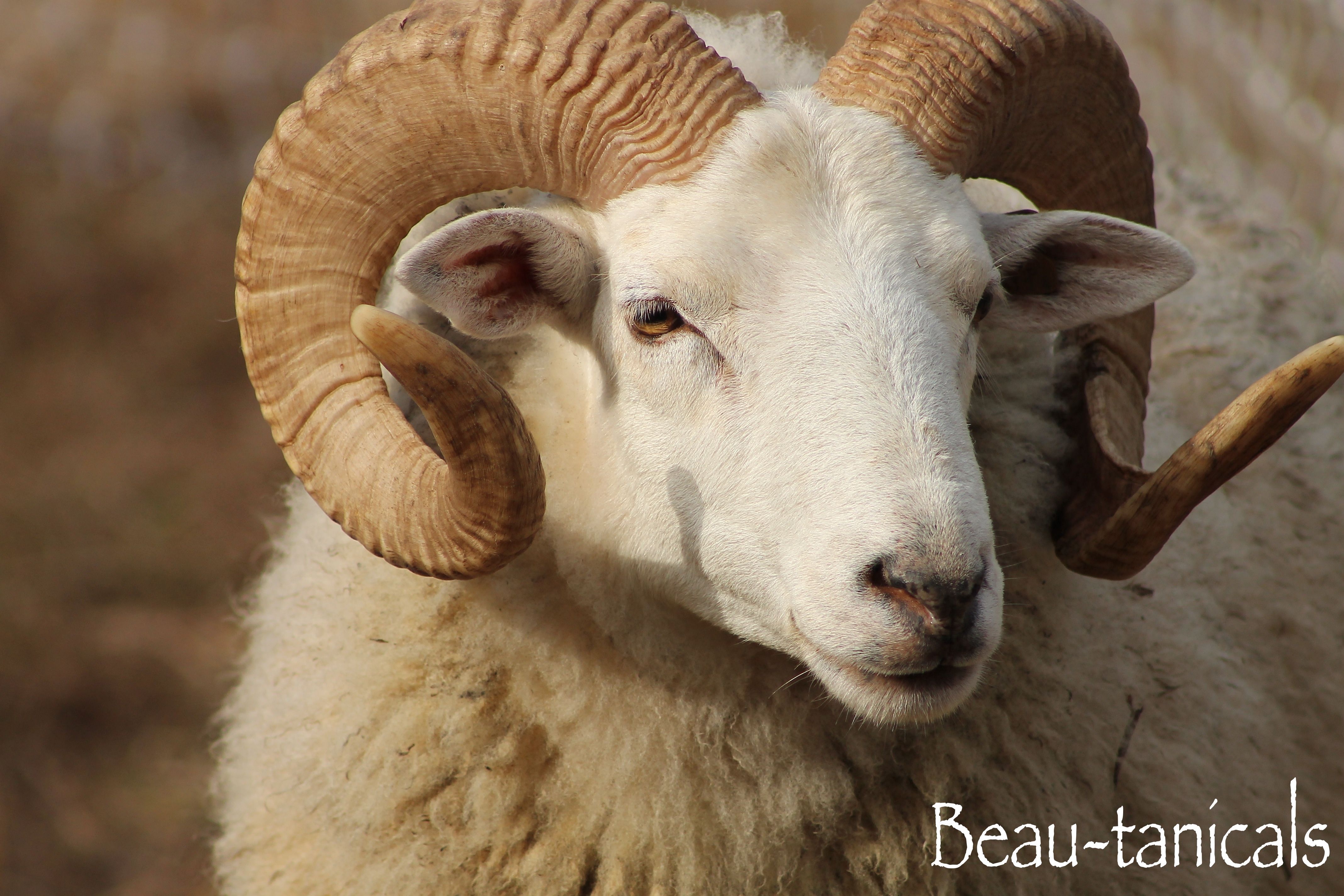 Leeroy Brown. Our Gulf Coast Ram! Gulf Coast Native Sheep. | Animals ...