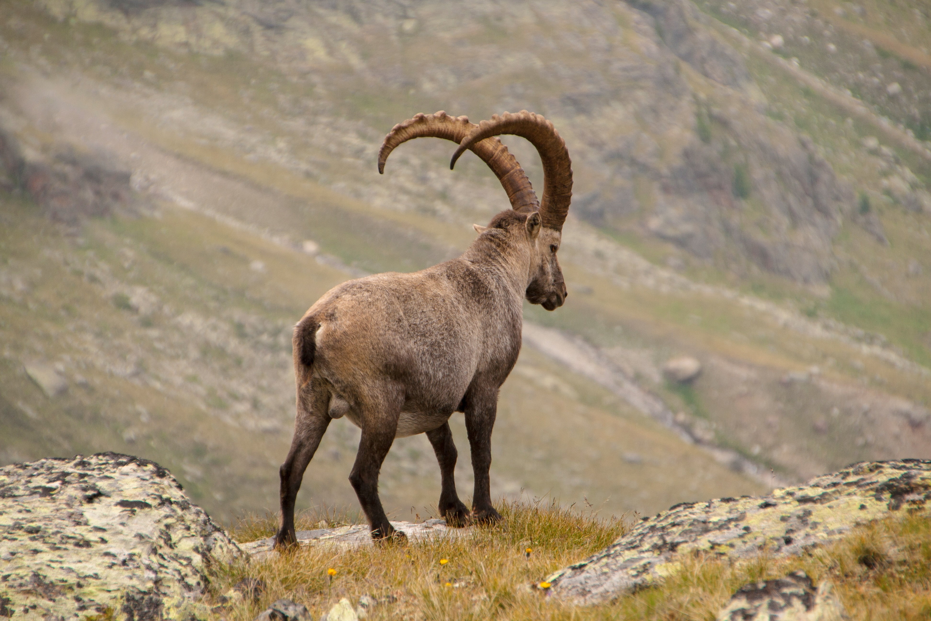 Brown ram, Alpine ibex, Goat, Mountains HD wallpaper | Wallpaper Flare