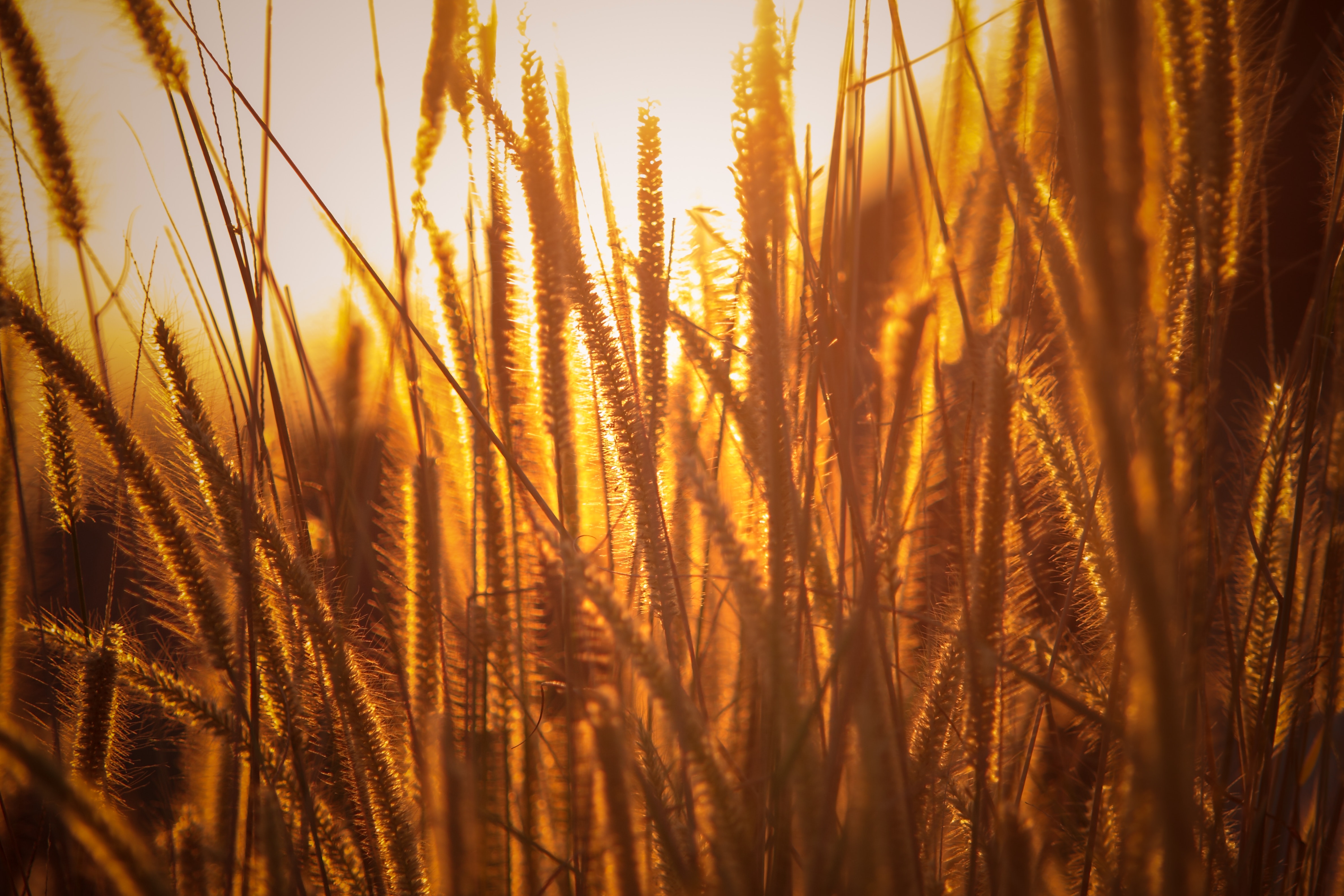 Brown rice wheats photo
