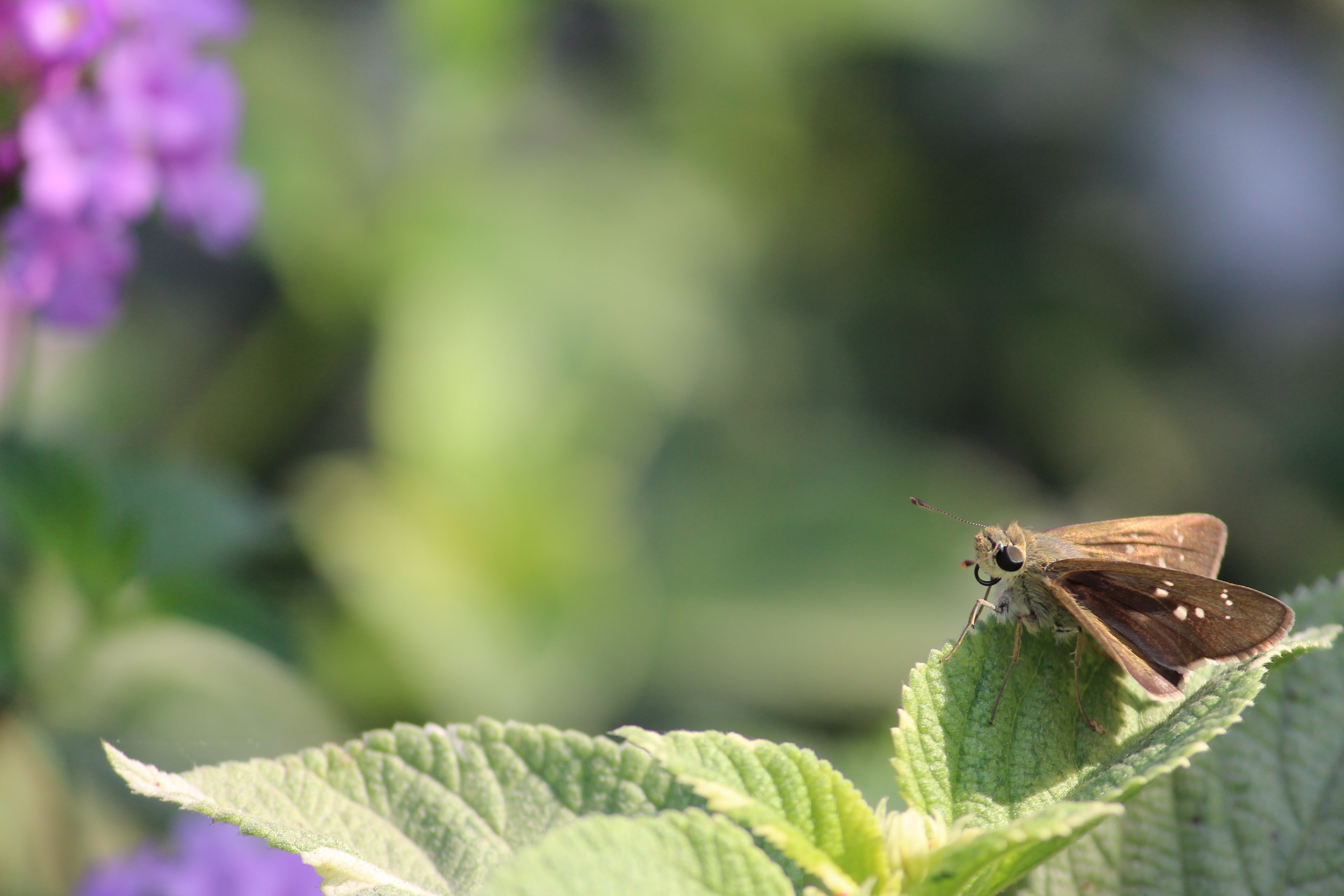 Brown skipper moth perched on green leaf photo