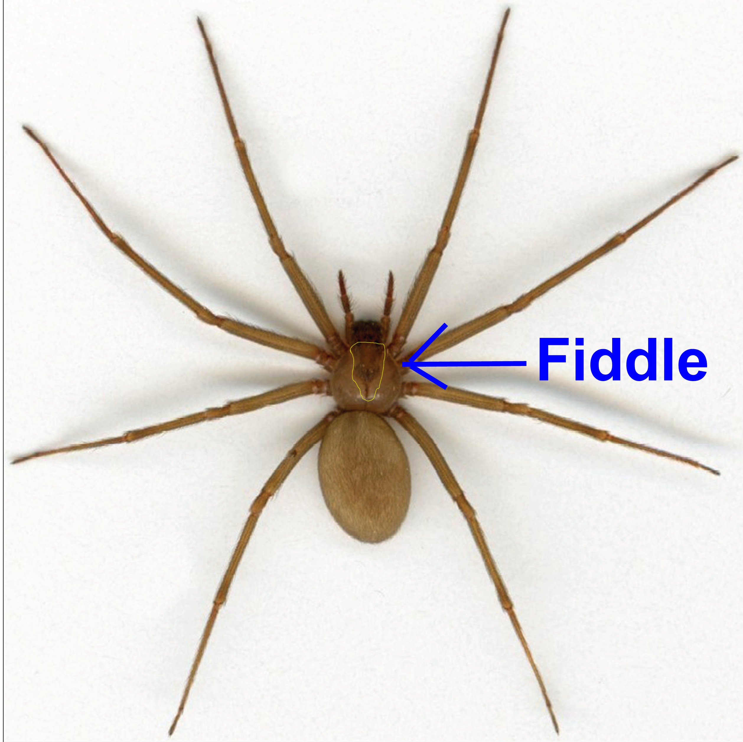 Spiders, Fiddle Back / Brown Recuse, Black Widow | Paul Brown Pest ...