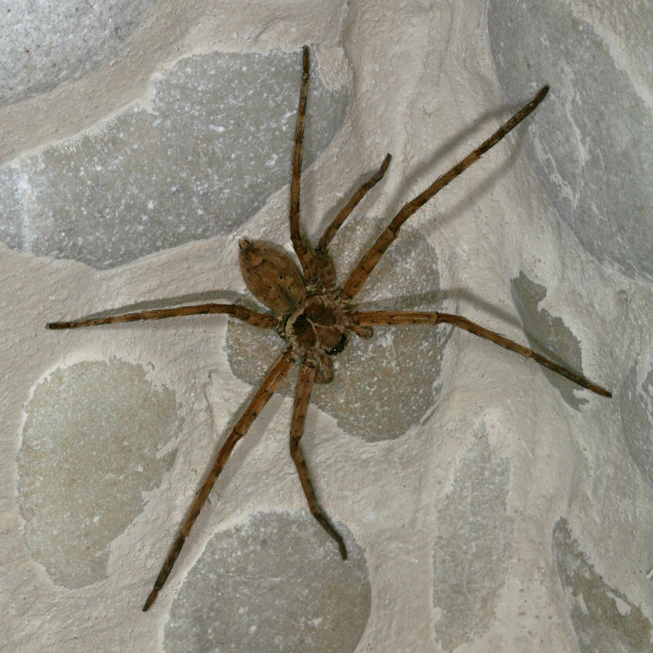 Heteropoda venatoria - The Brown Huntsman Spider aka Giant Crab ...