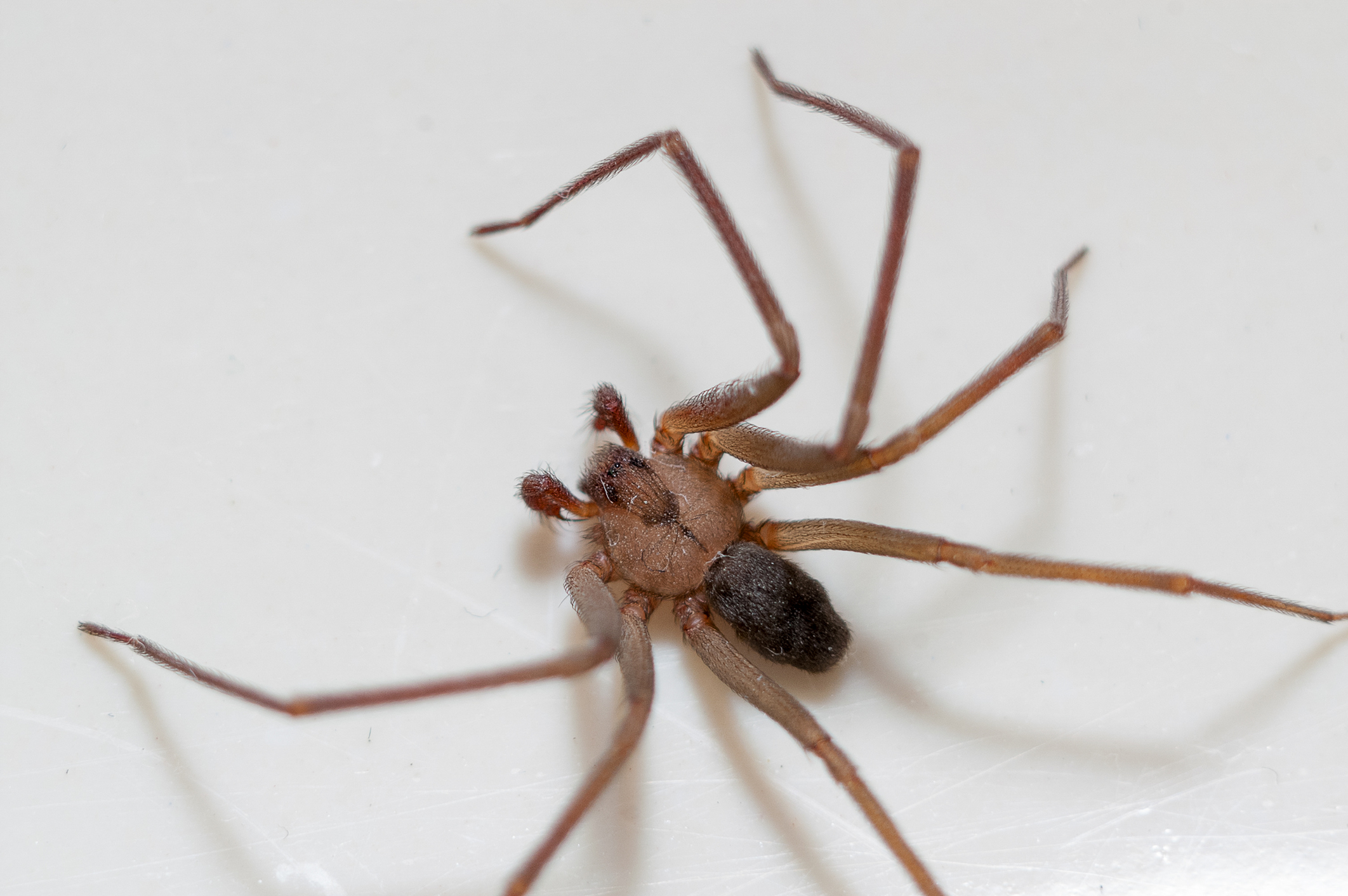 Are there brown recluse spiders in Cleveland? - deBugged