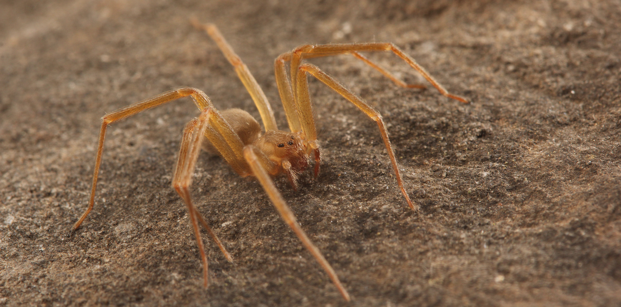 How to tell if a spider is not a brown recluse | spiderbytes