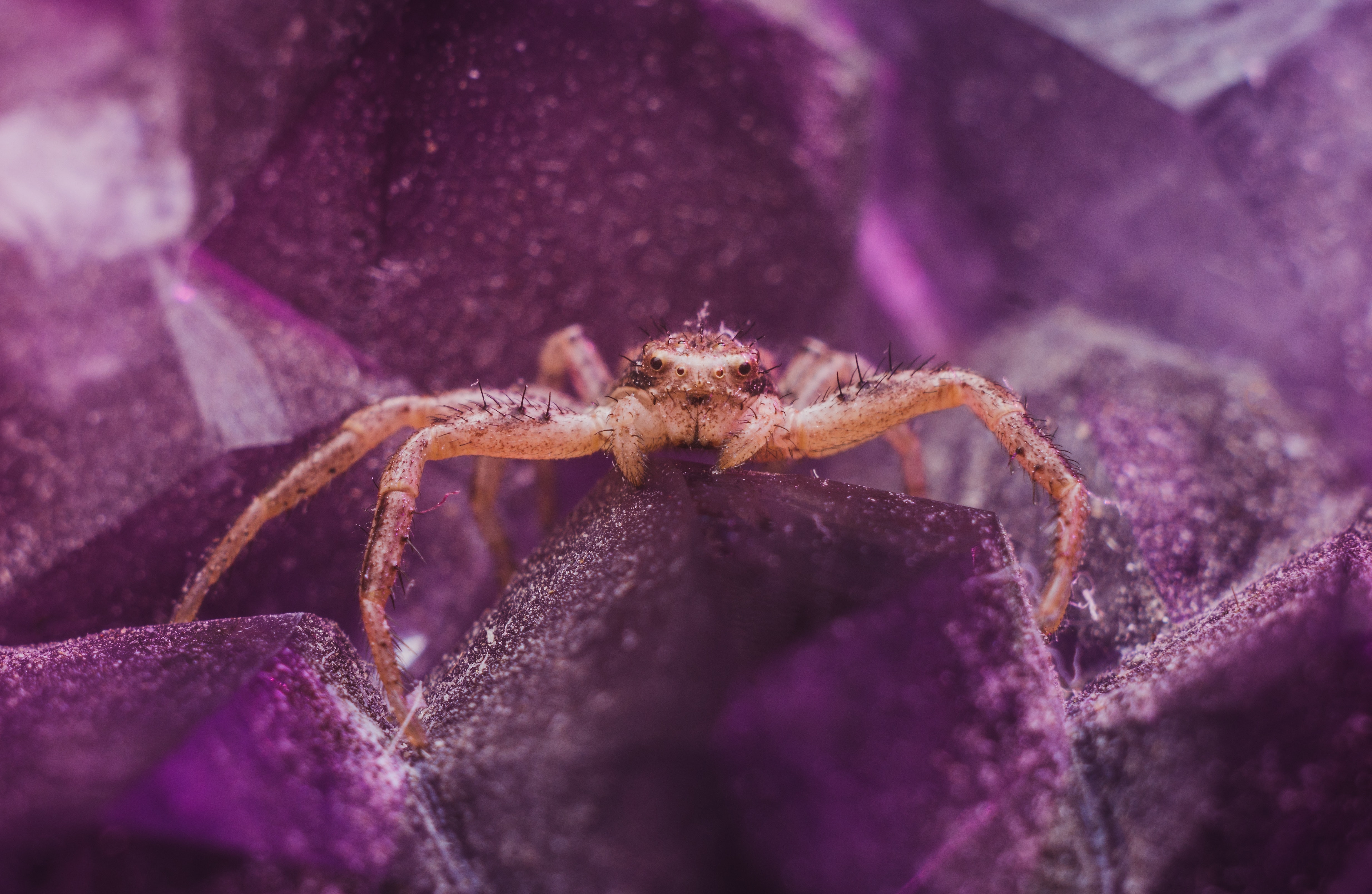 Brown spider on purple crystal photo