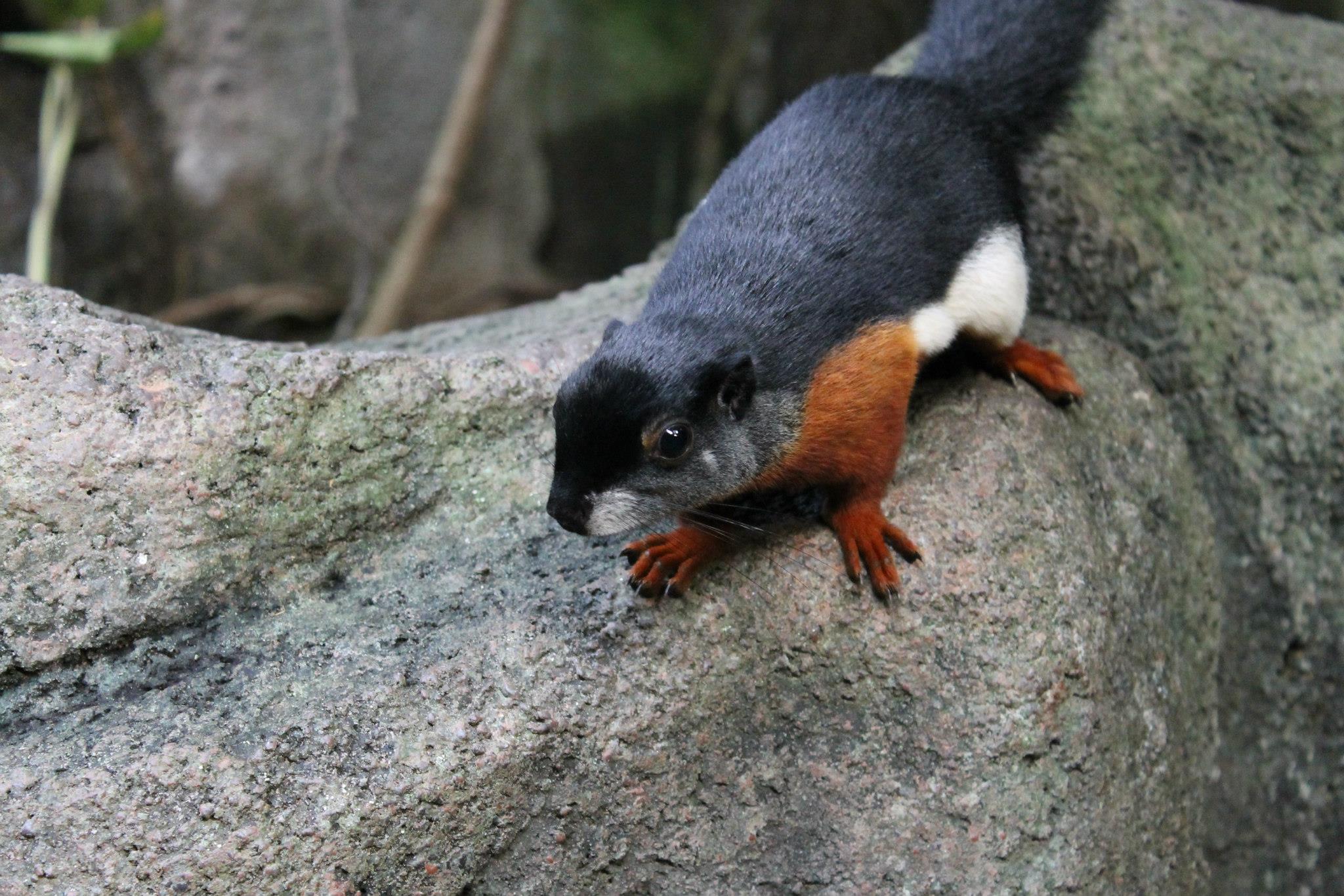 Black, white, and brown squirrel! - Imgur