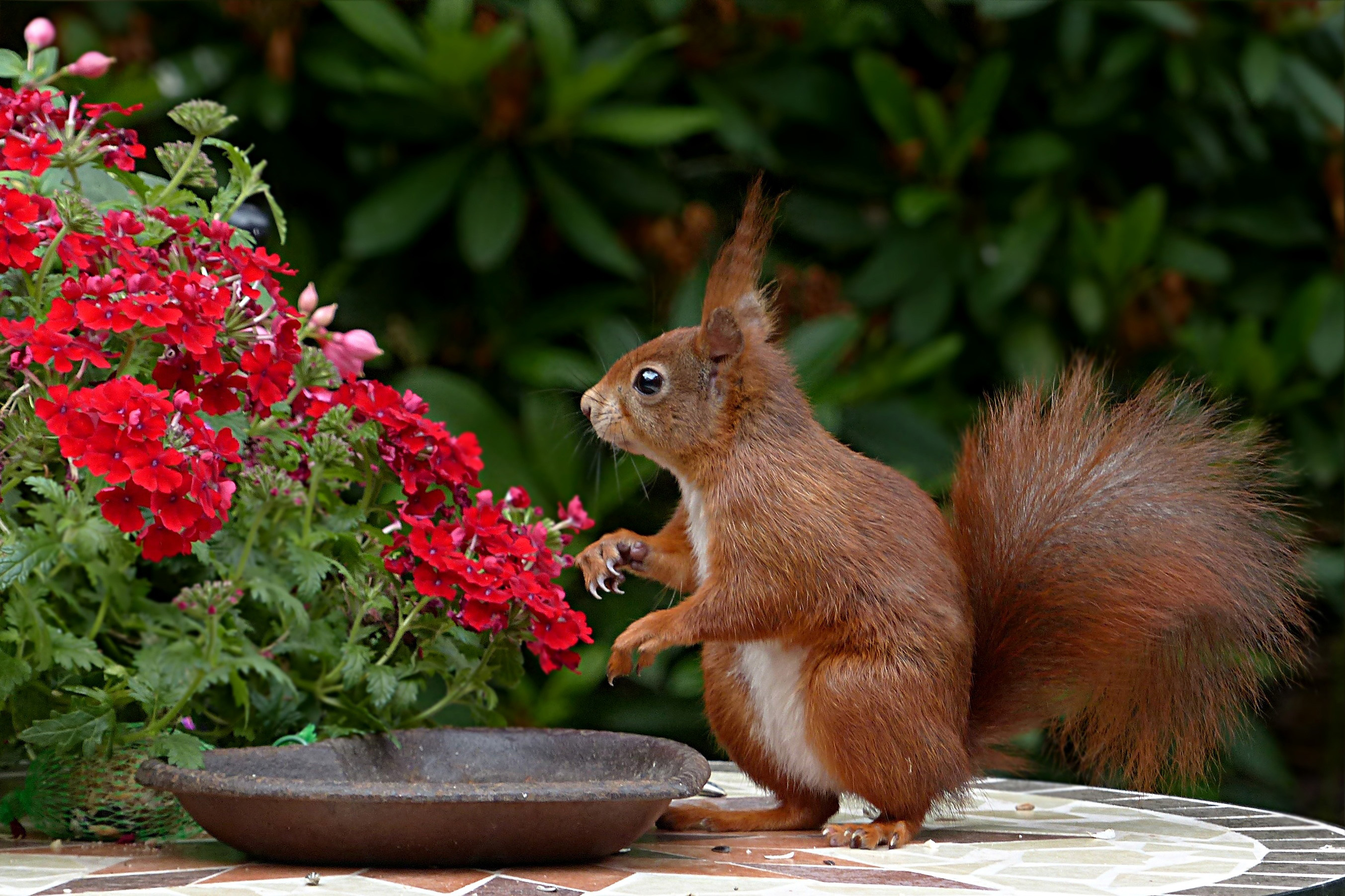 Brown Squirrel - Photo #1071 -