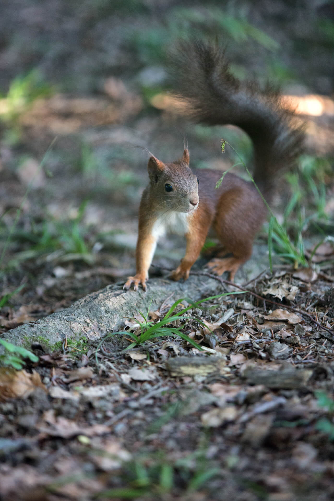 brown squirrel in the forest | hire a photographer |