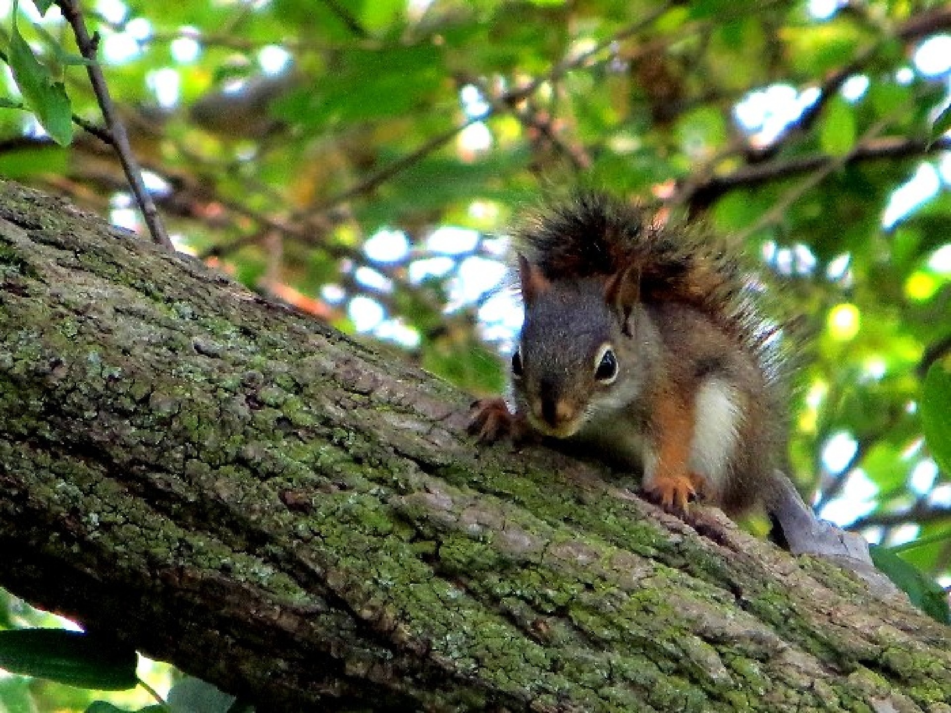 Baby Brown Squirrel Free Stock Photo - Public Domain Pictures
