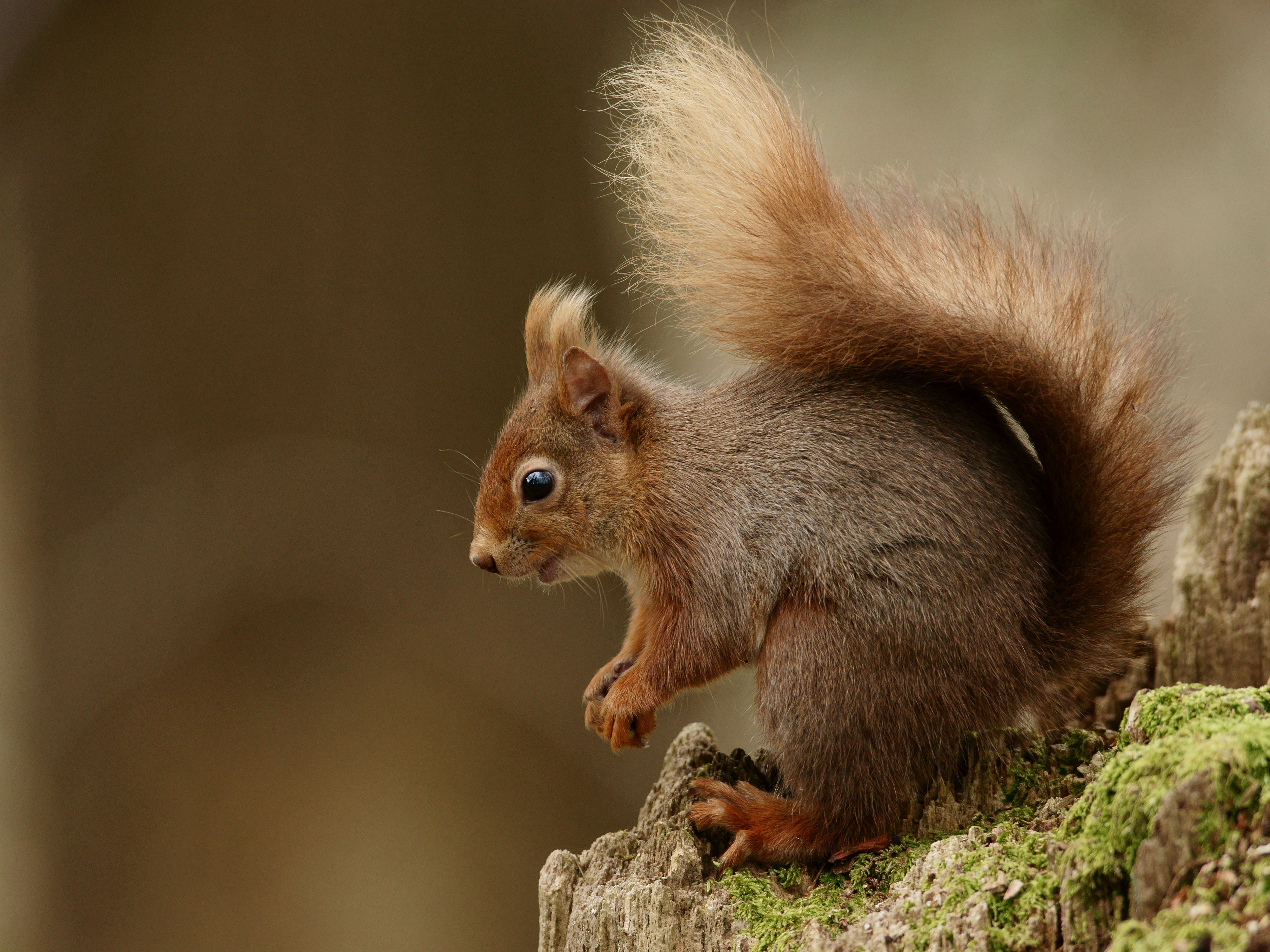 Brown squirrel on tree trunk HD wallpaper | Wallpaper Flare