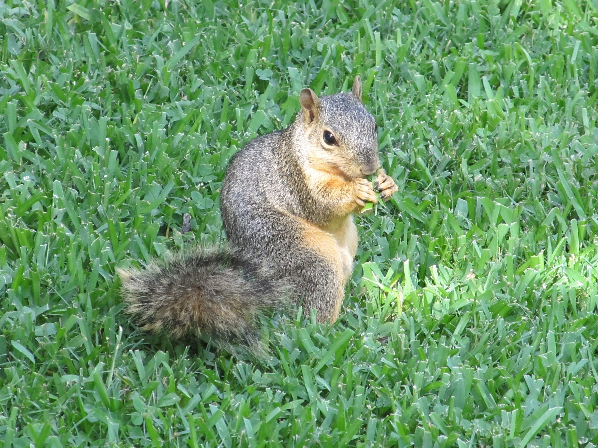 Brown squirrel photo