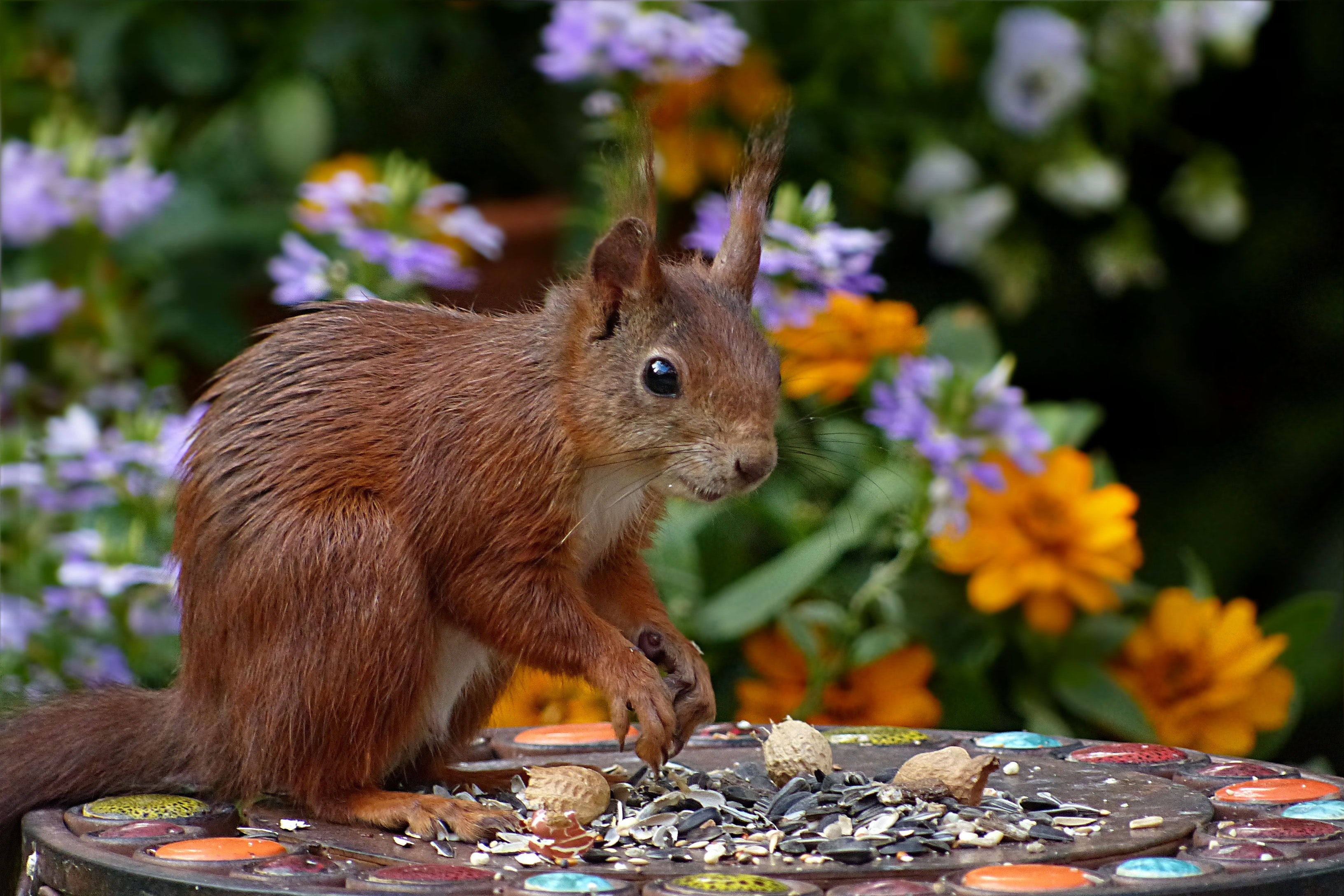 Brown squirrel photo
