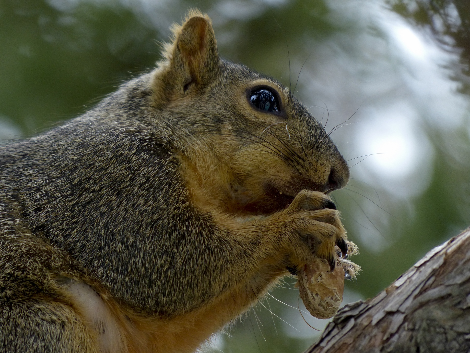 California Gray Squirrel Closeup Free Stock Photo - Public Domain ...