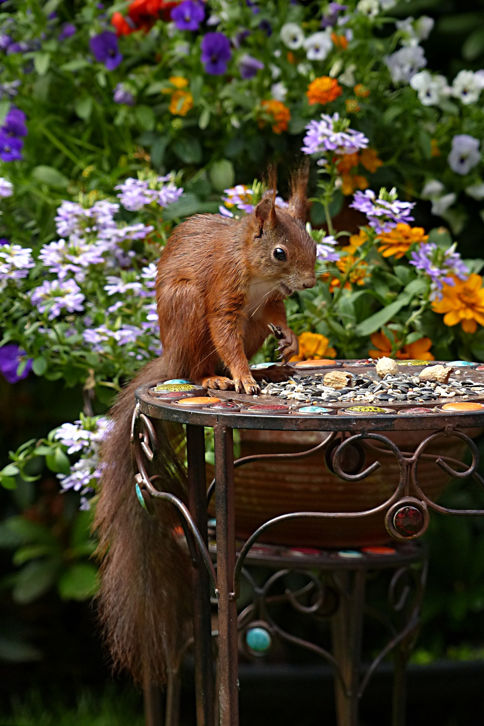 Brown squirrel in black metal round table during daytime photo