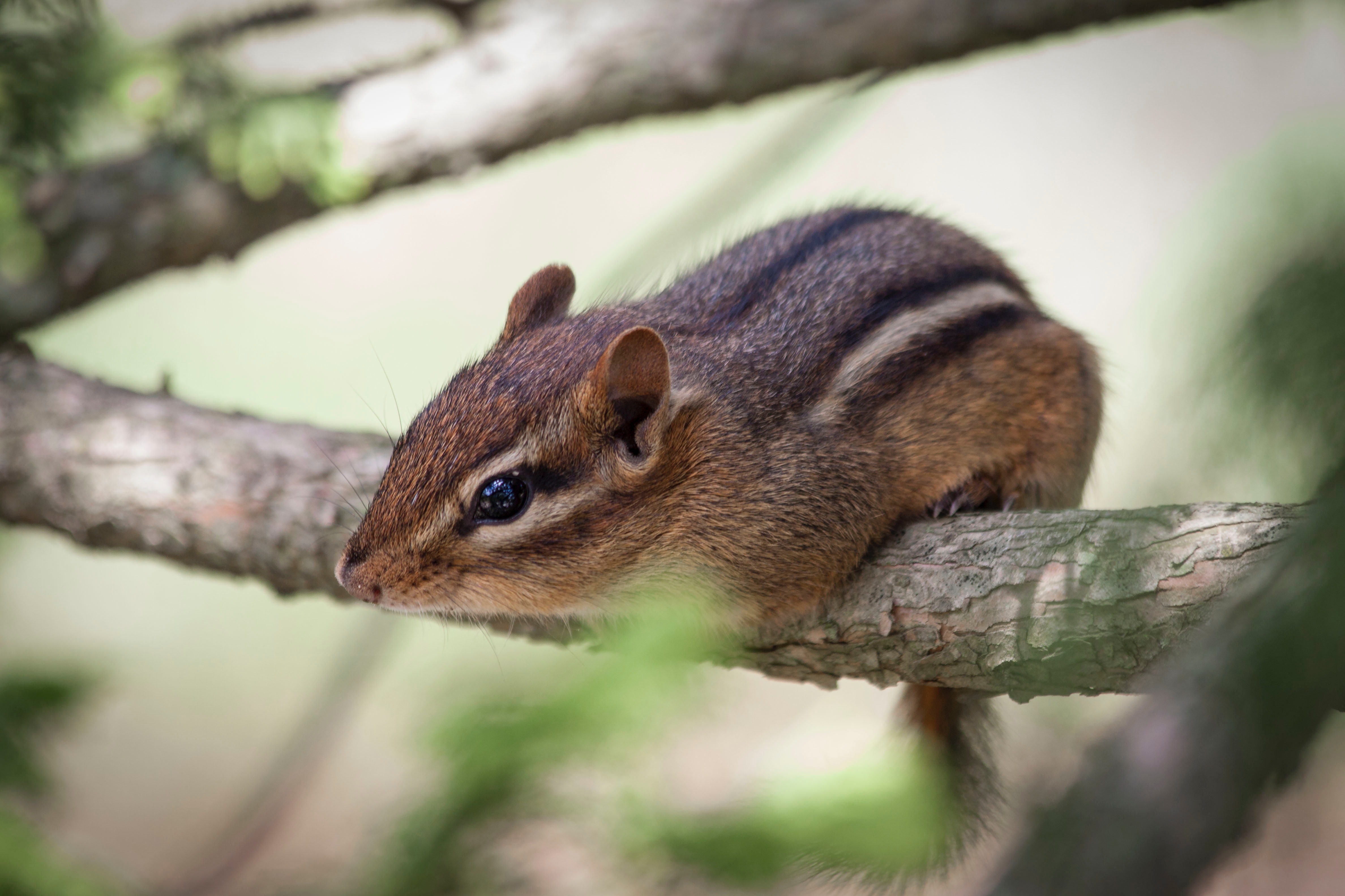Brown Squirrel on Branch of Tree, Outdoors, Wood, Wildlife, Wild, HQ Photo