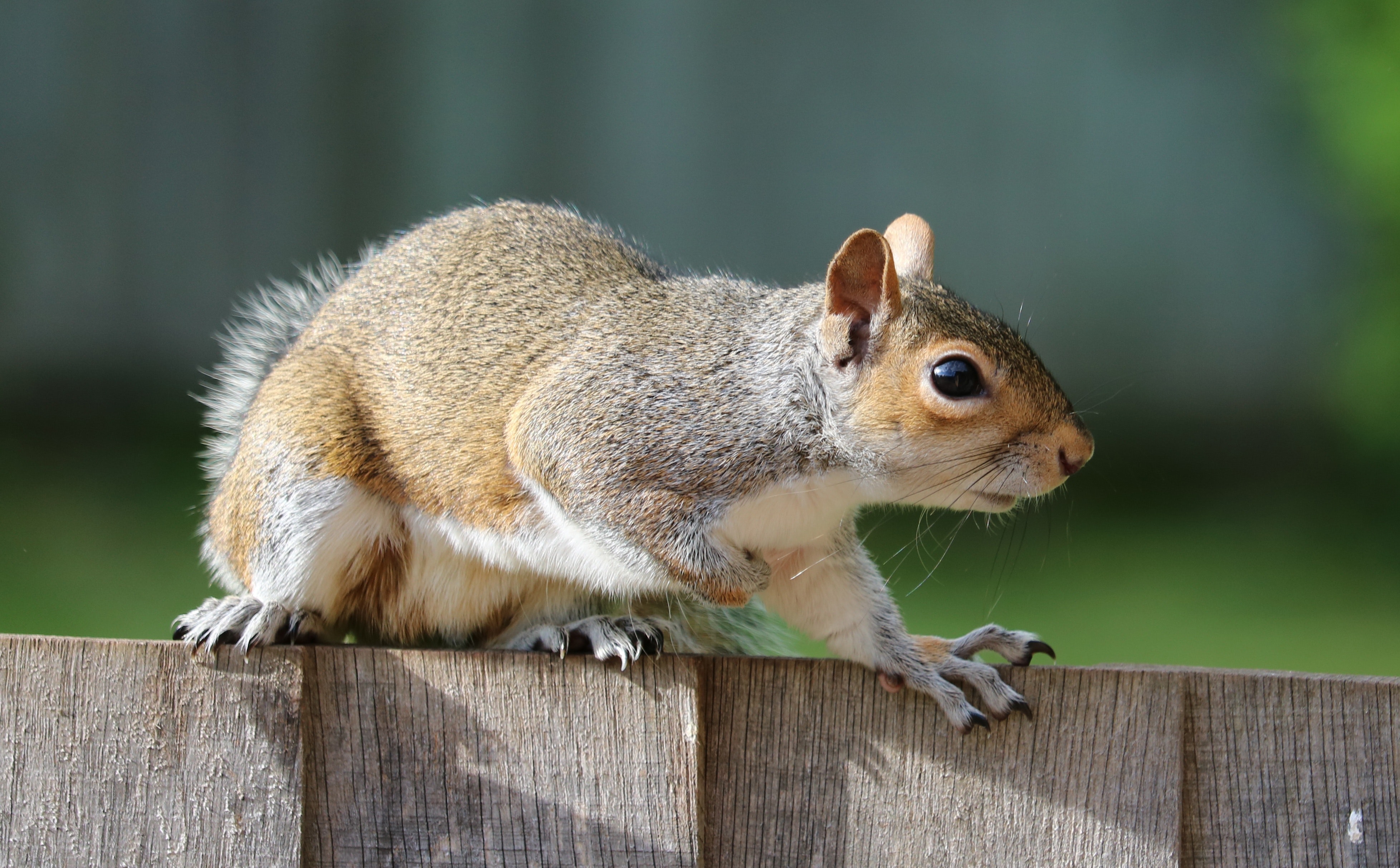 Brown squirrel on brown garden railings photo