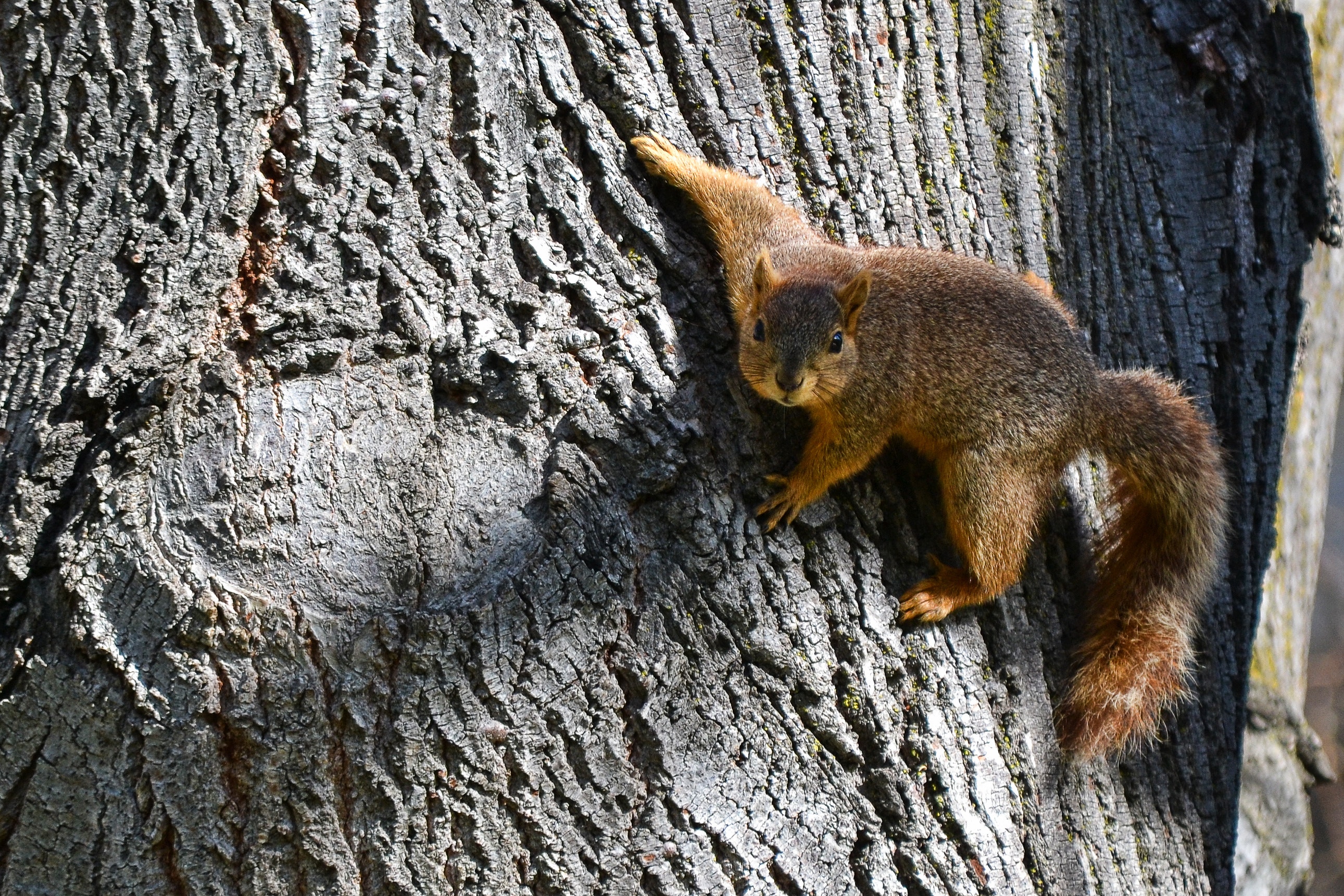 Brown squirrel on brown slab photo