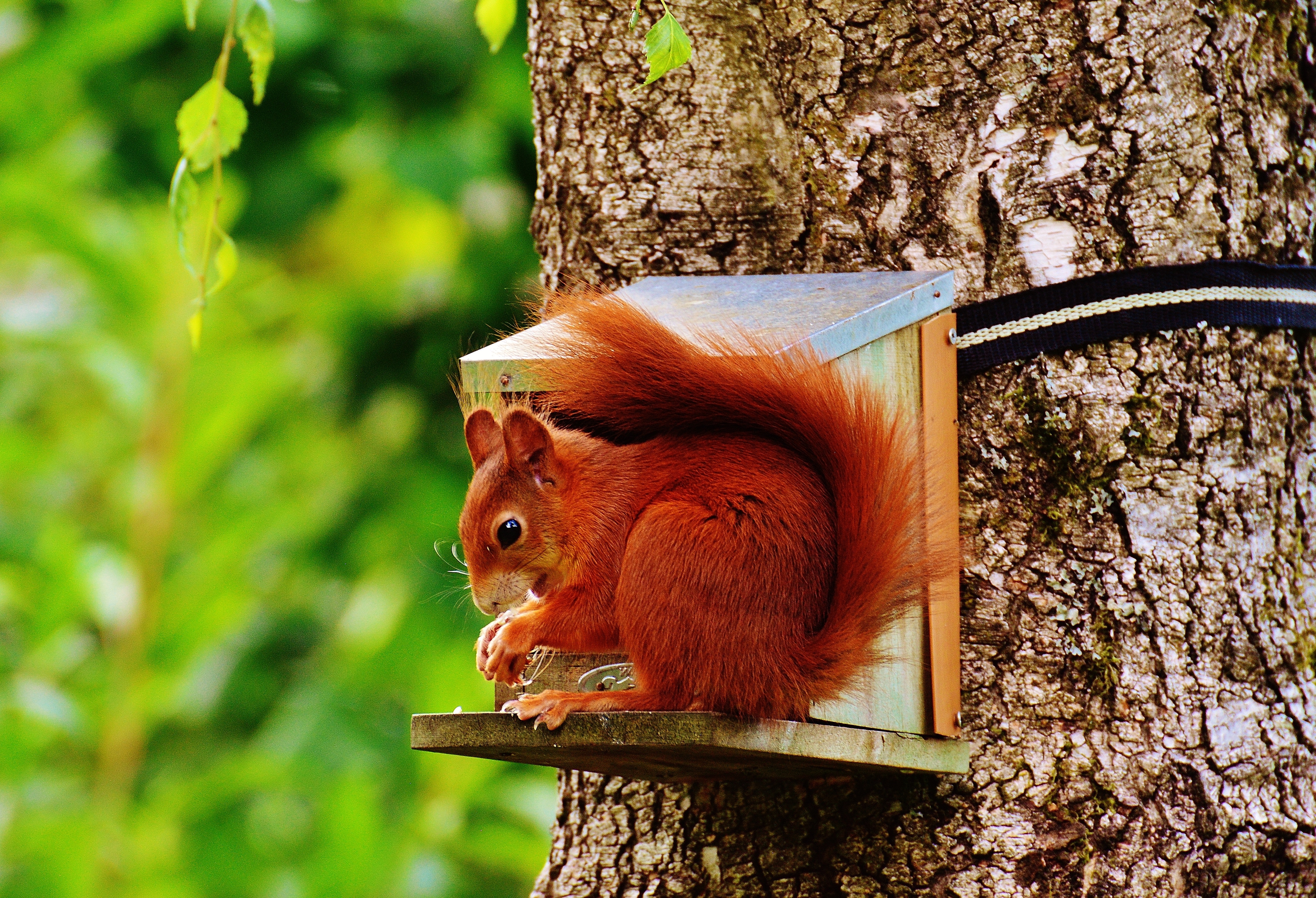 Brown squirrel on gray wooden house on tree photo