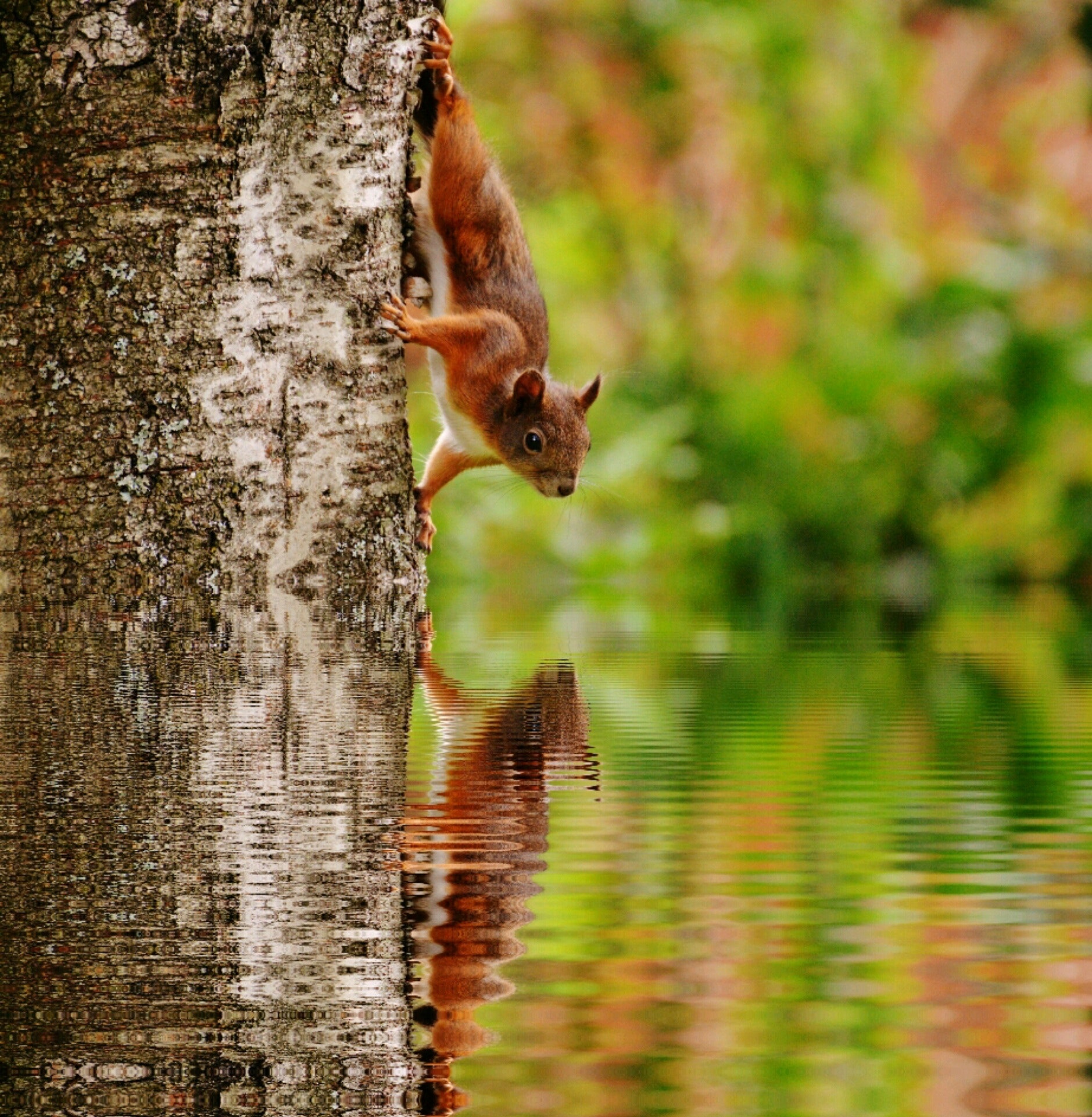 Brown squirrel on tree looking at reflection on body of water photo