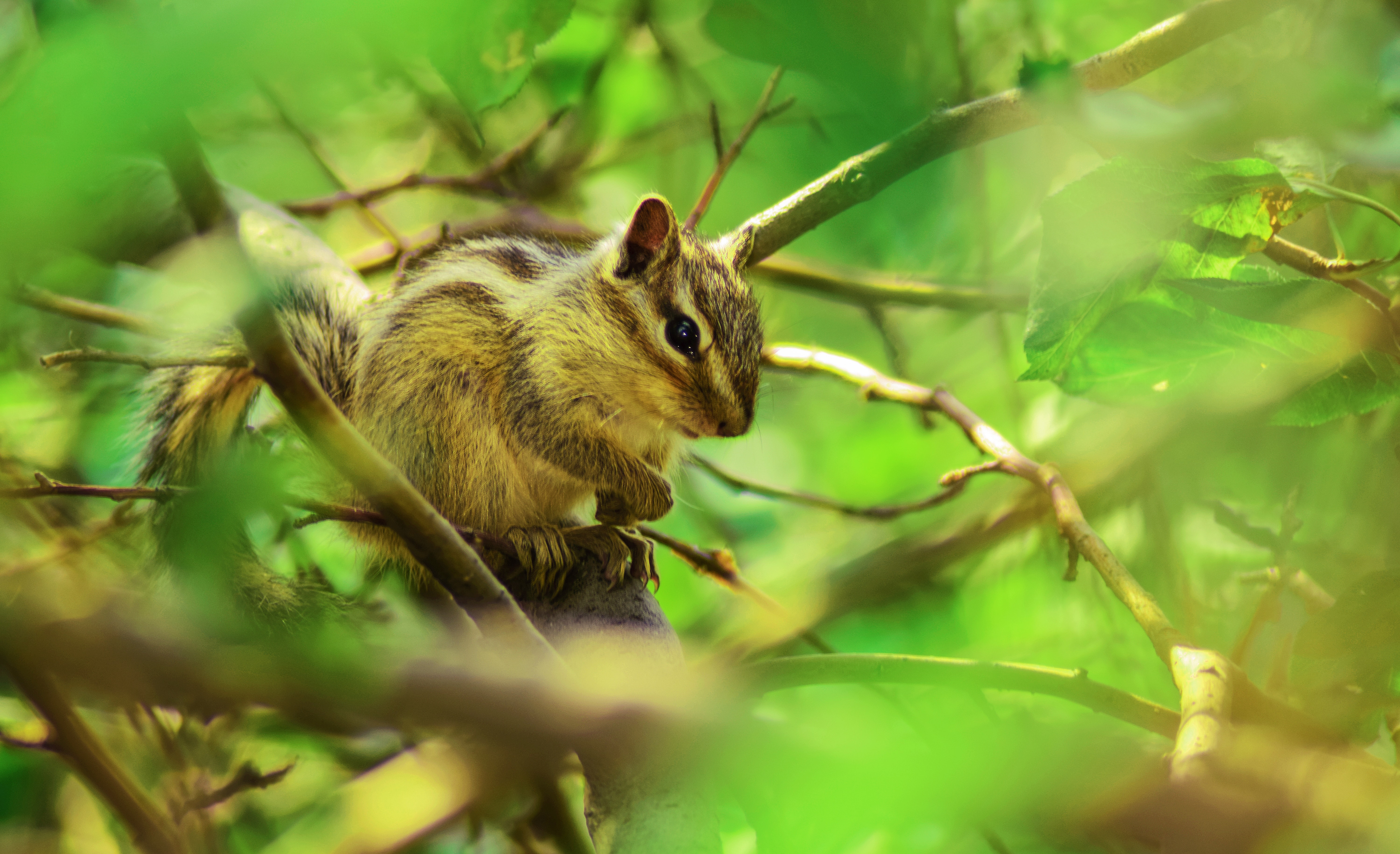 Brown squirrel perched on tree branch in selective focus photography