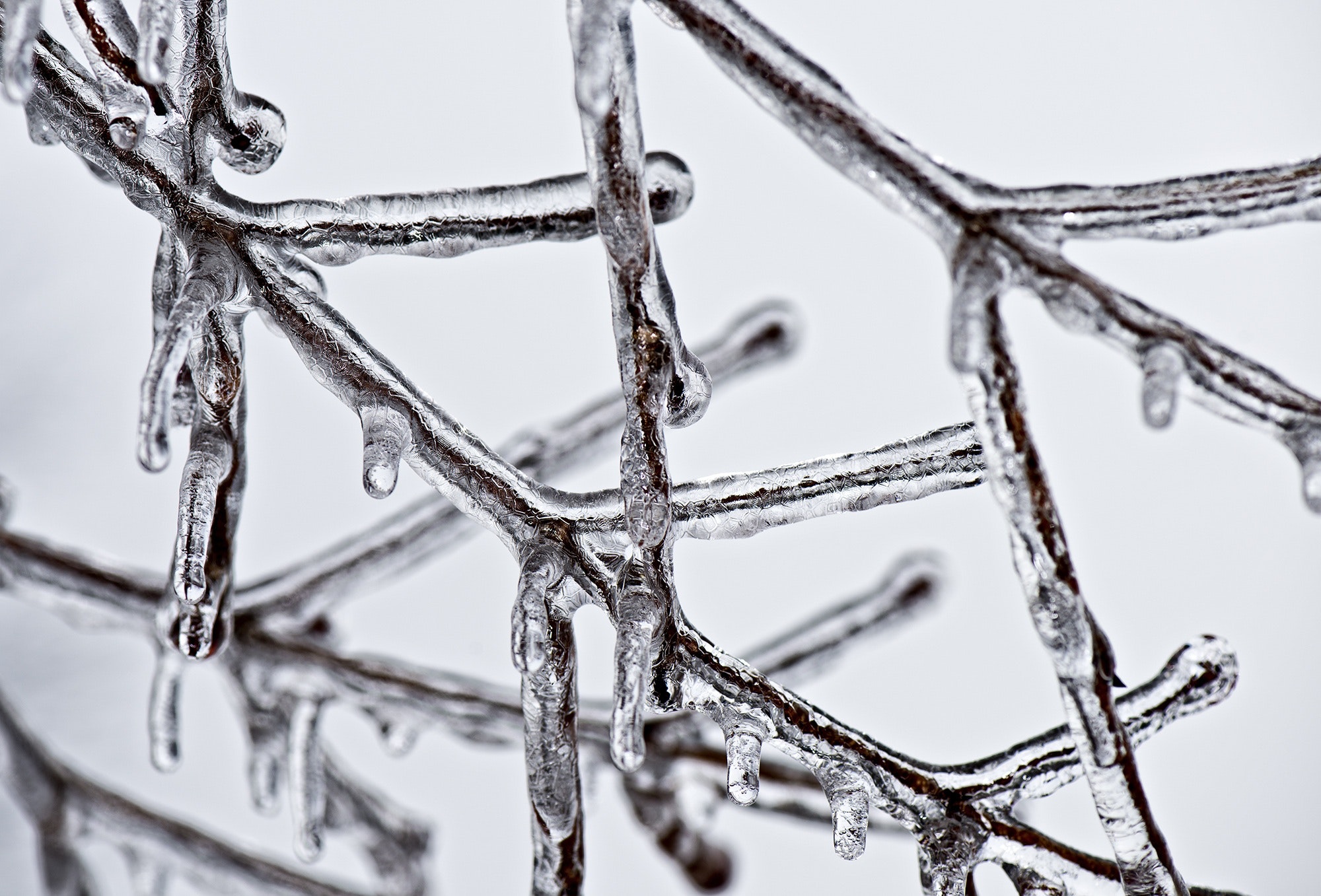 Brown Stem Coated in Ice Melting, Branch, Outdoor, Weather, Tree, HQ Photo