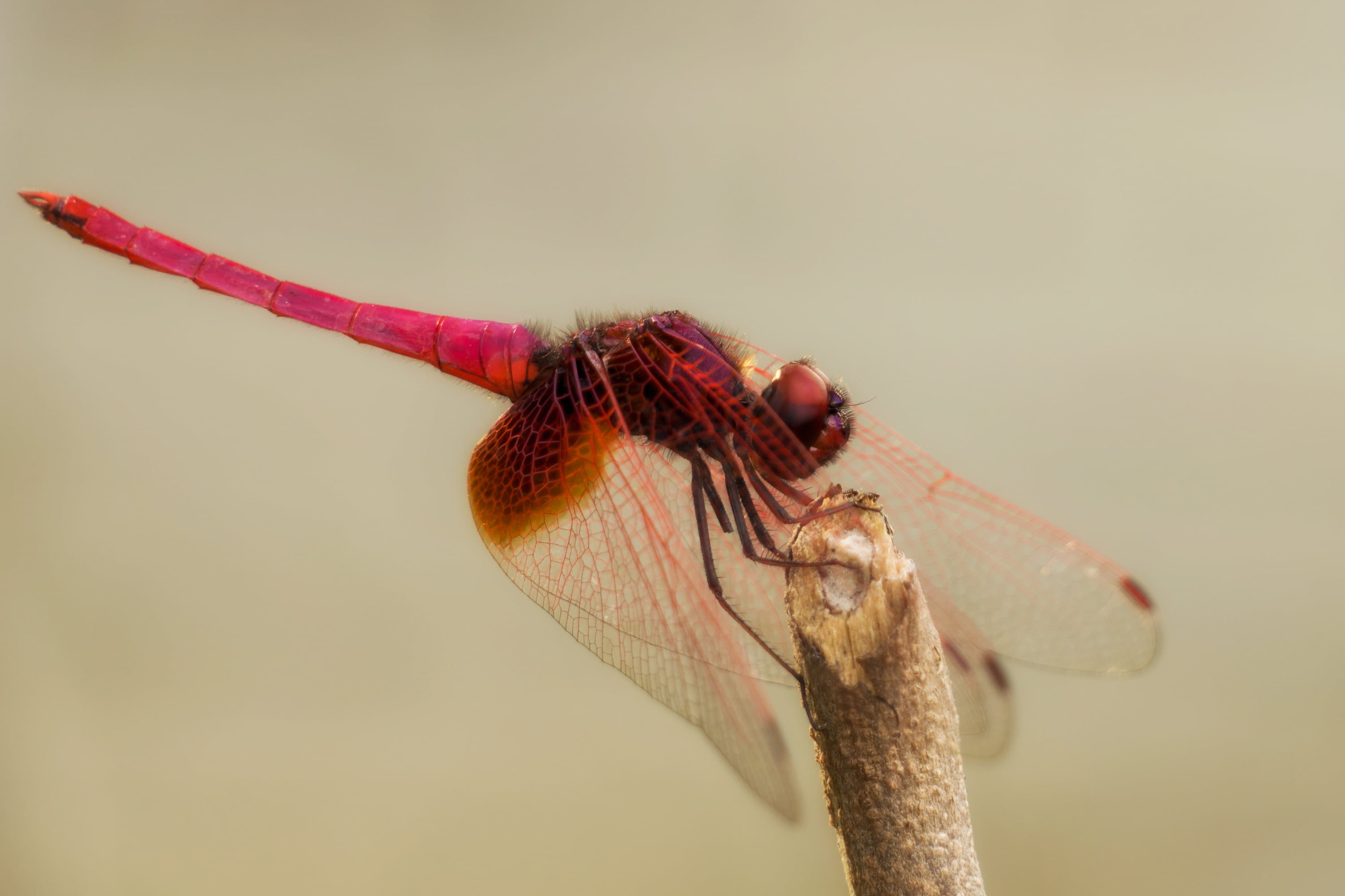 Flame darner perched on brown cut stick closeup photography ...