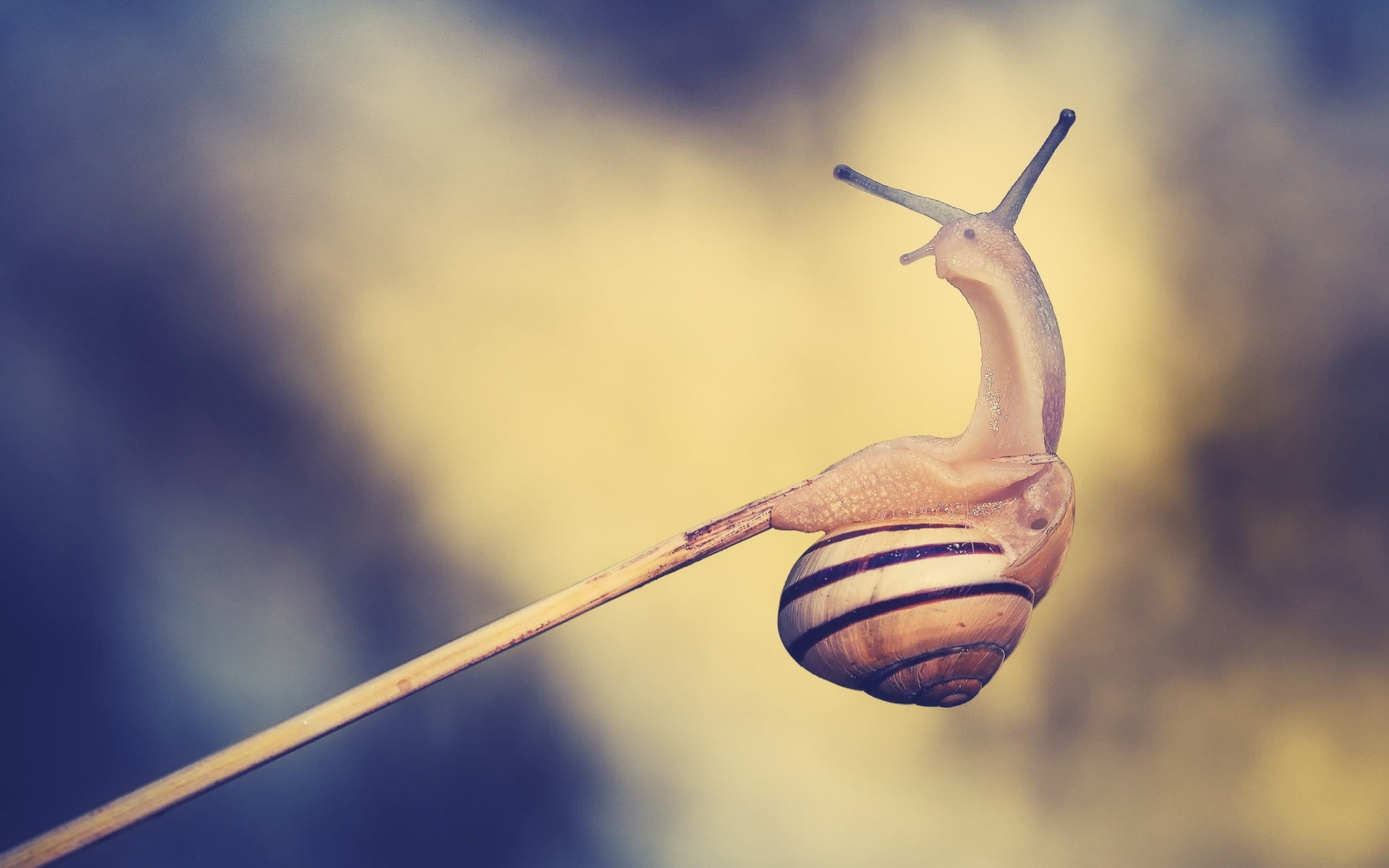 Brown and black snail on stick HD wallpaper | Wallpaper Flare