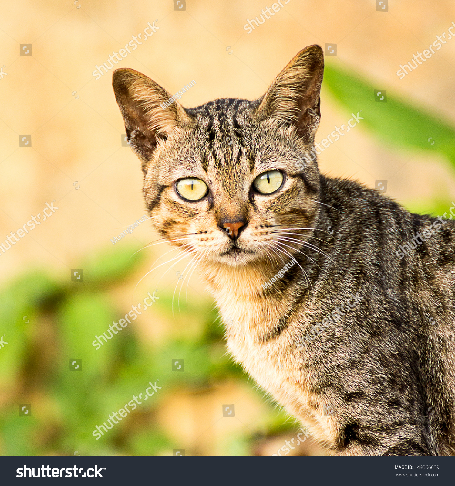 Beautiful Light Brown Tabby Cat Stock Photo 149366639 - Shutterstock