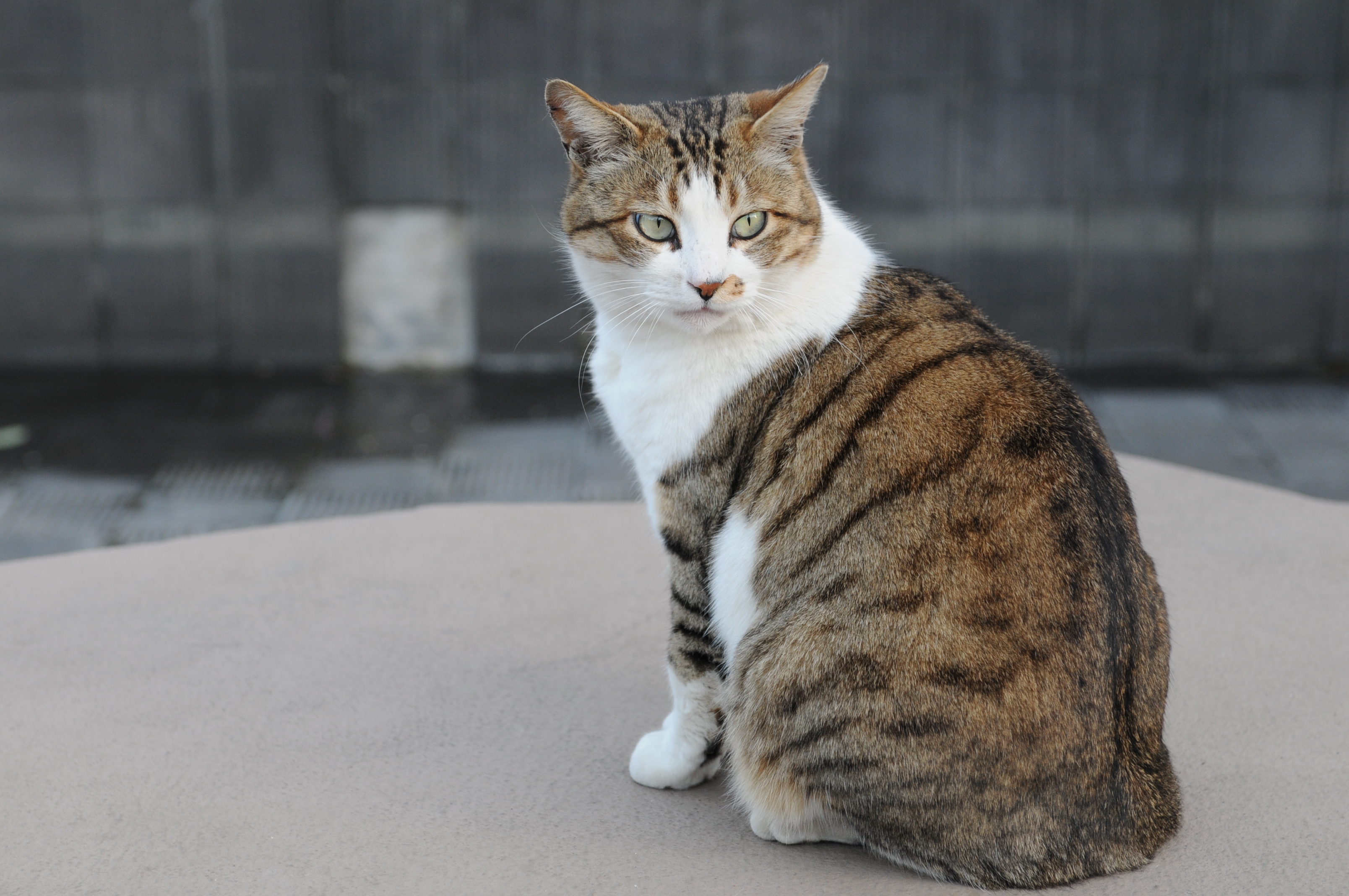 File:Brown and white tabby cat with green eyes-Hisashi-01.jpg ...