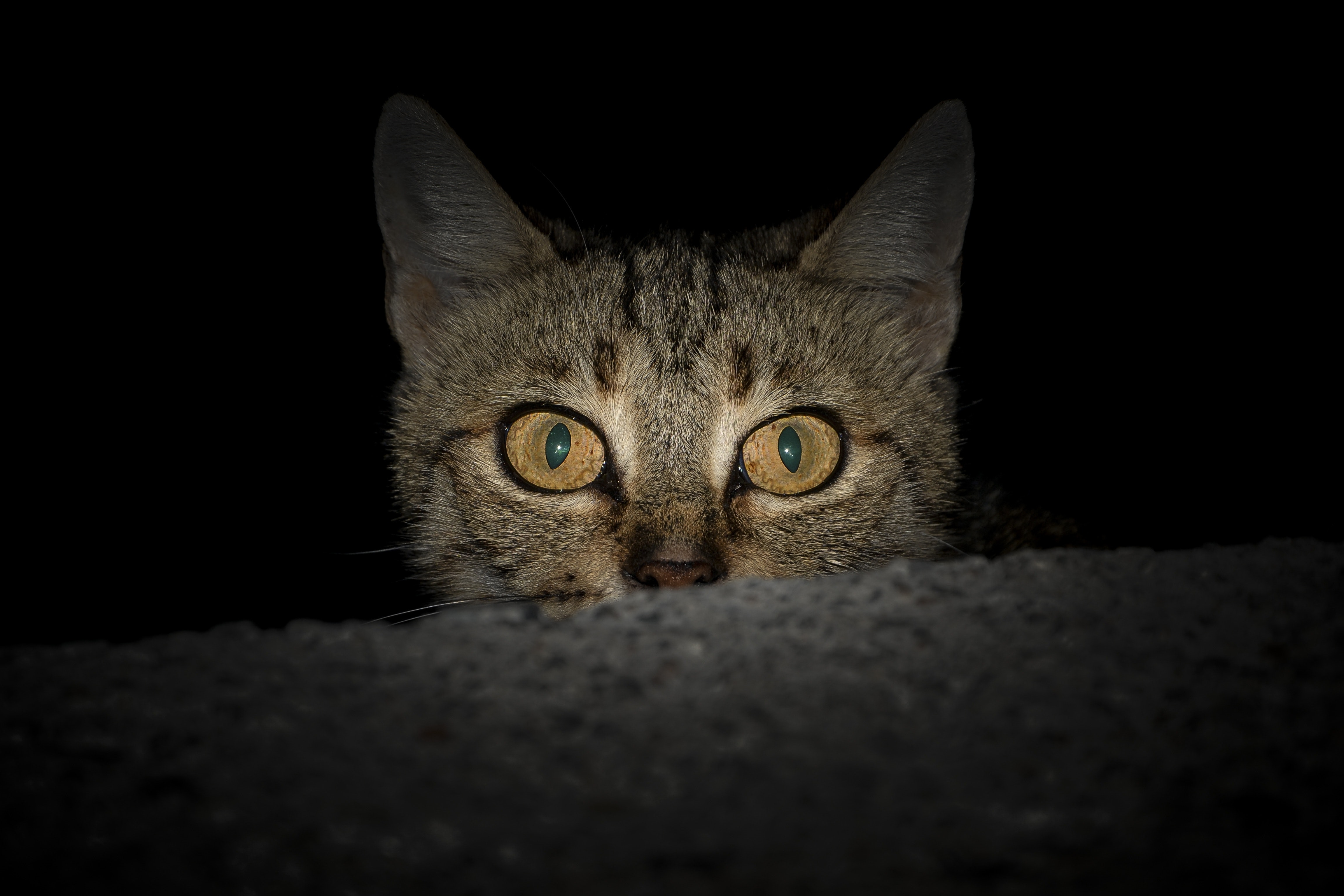 Brown tabby cat photo
