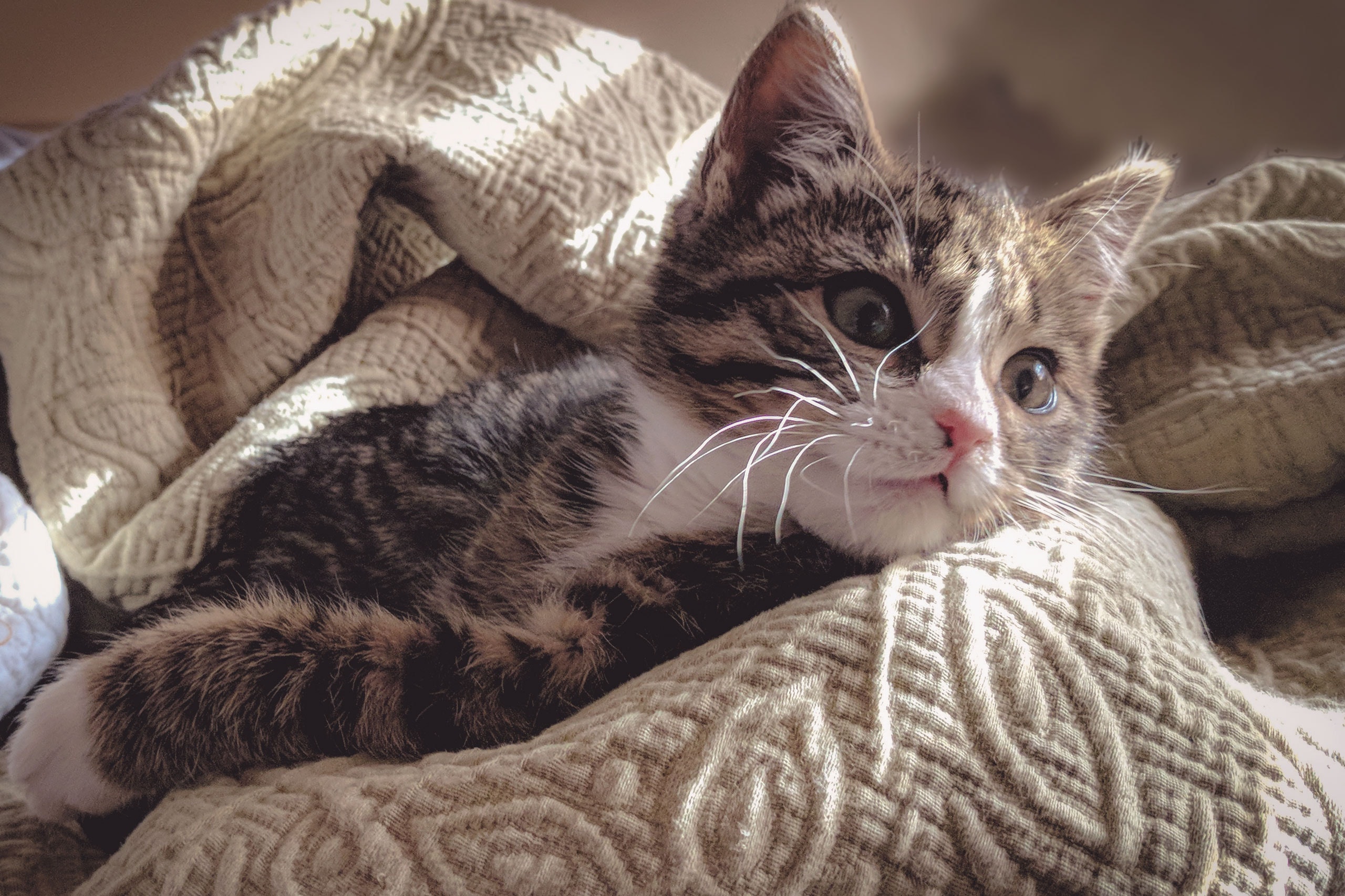 Brown tabby cat lying down on gray bed sheet photo