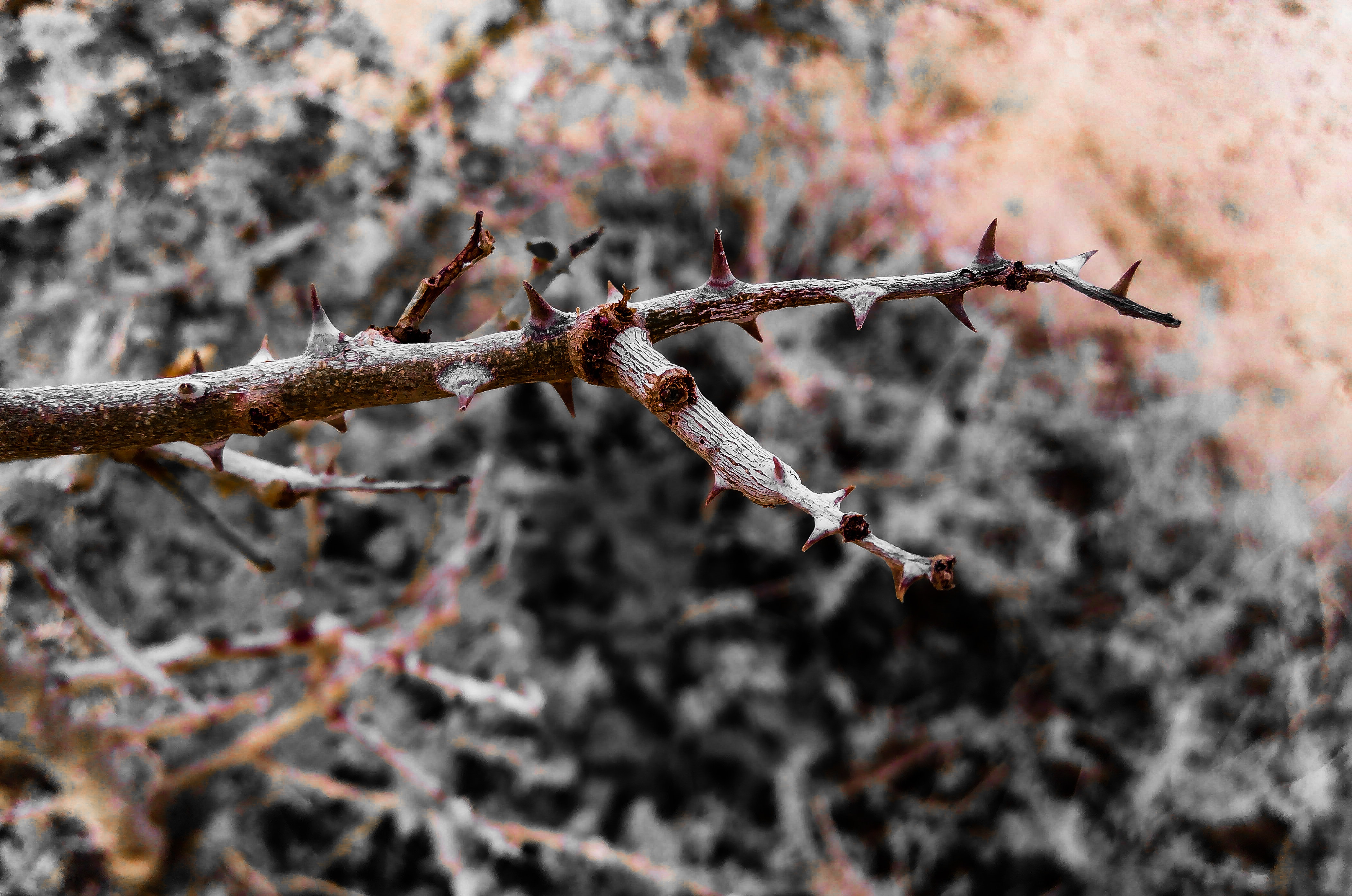 Brown thorny tree branch photo