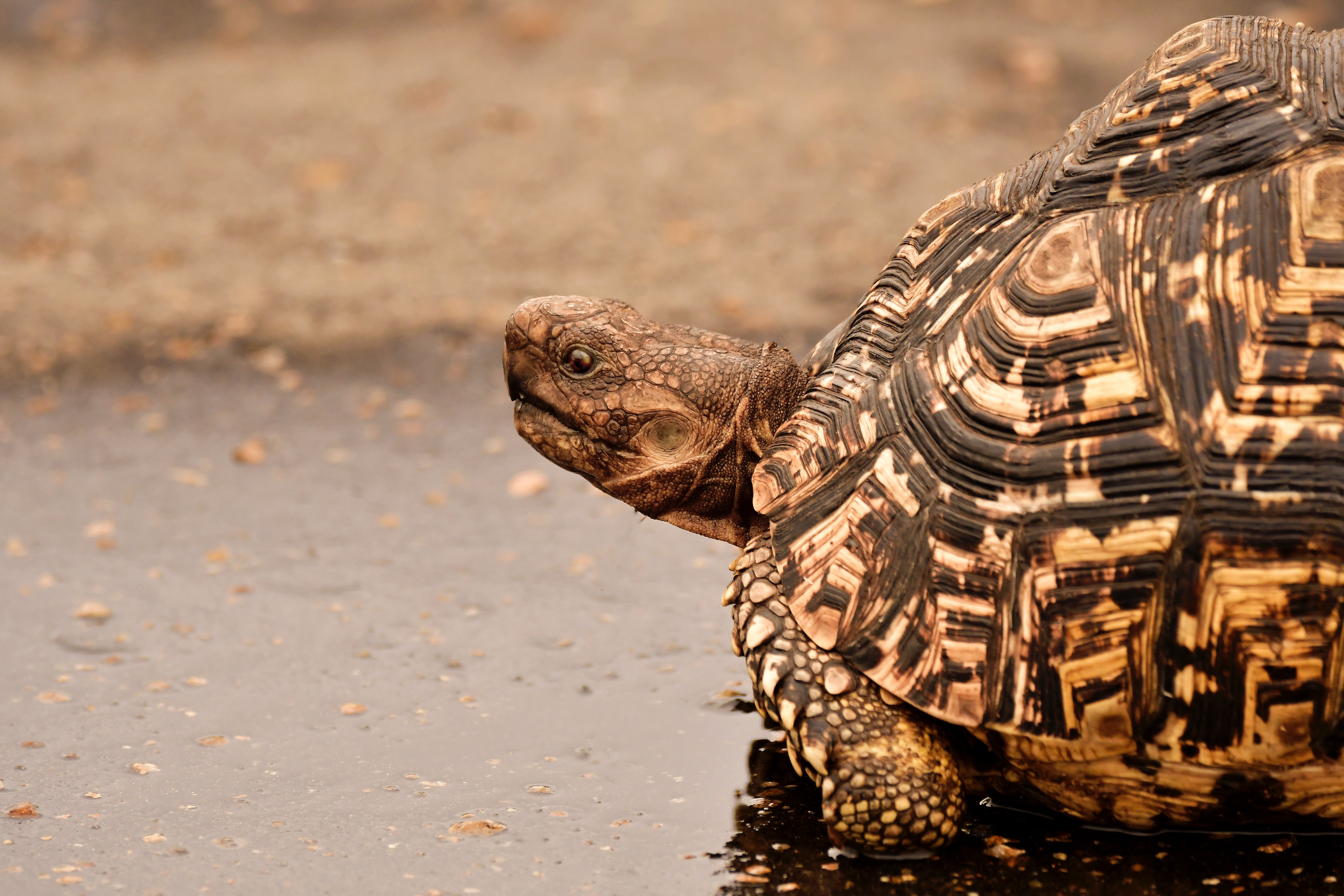 Brown tortoise on wet surface photo