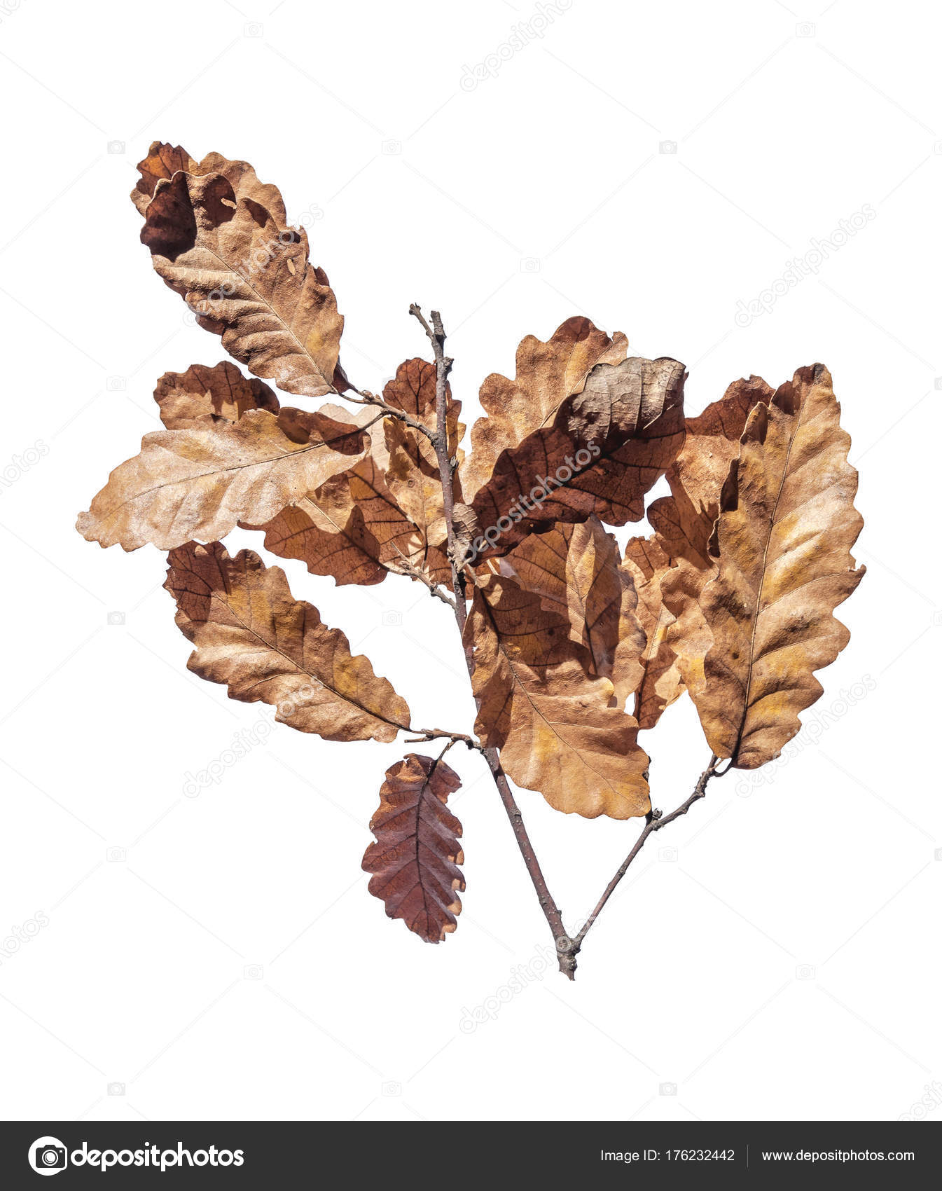 Autumn brown tree branch isolated on white background — Stock Photo ...