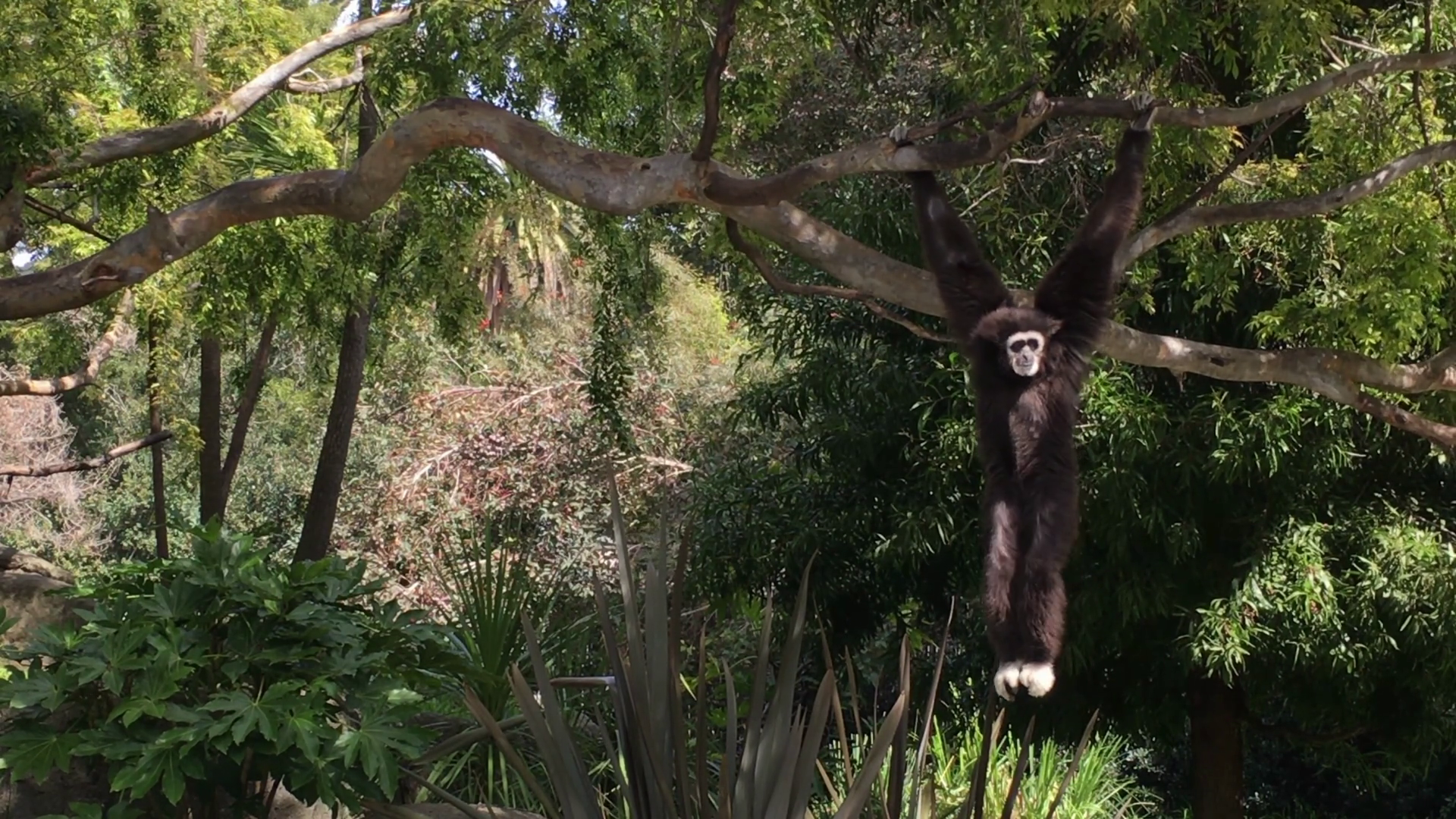 4K HD Video of one brown and white Gibbon swinging on tree branches ...