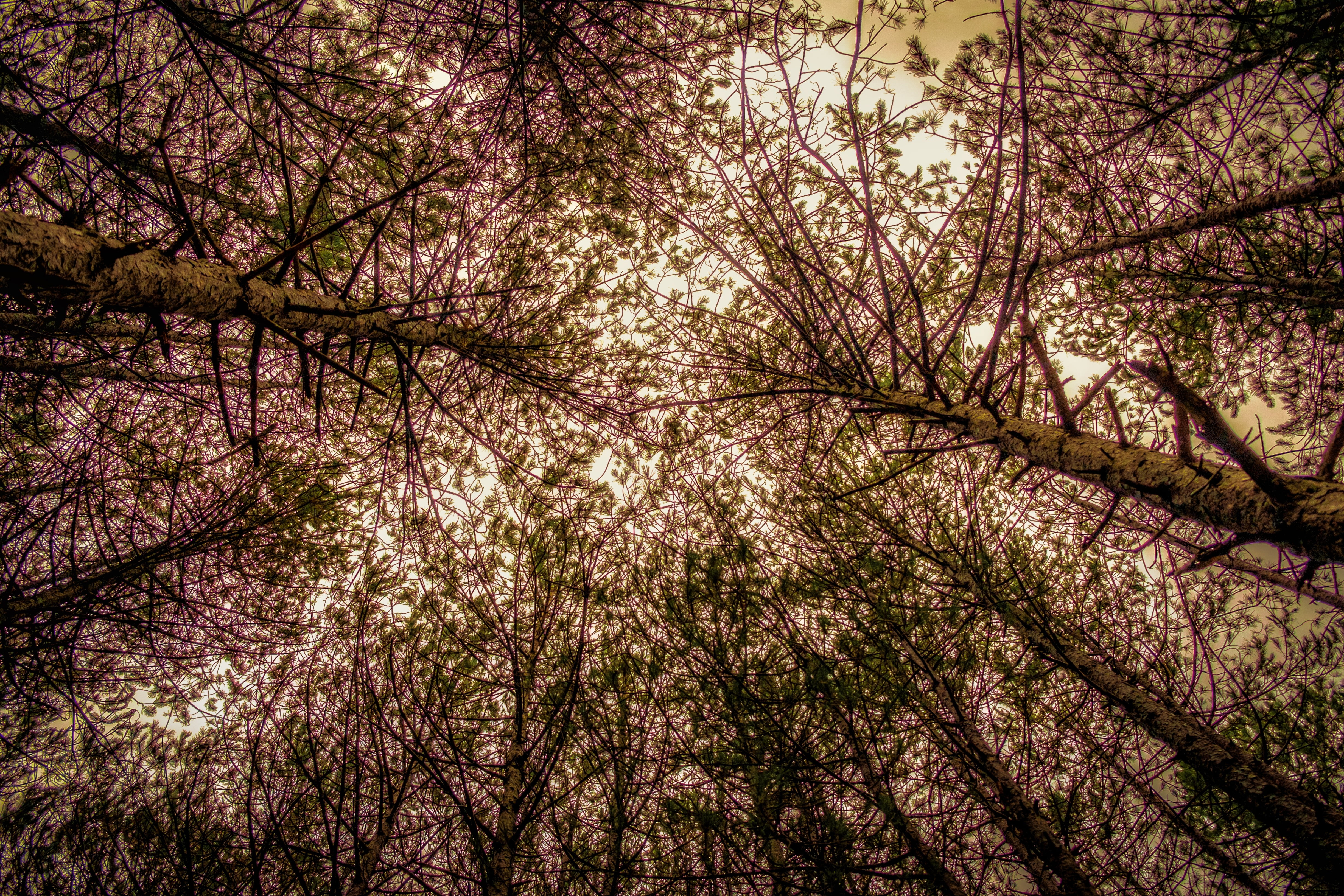 Brown trees, Trees, View from below, Branches HD wallpaper ...