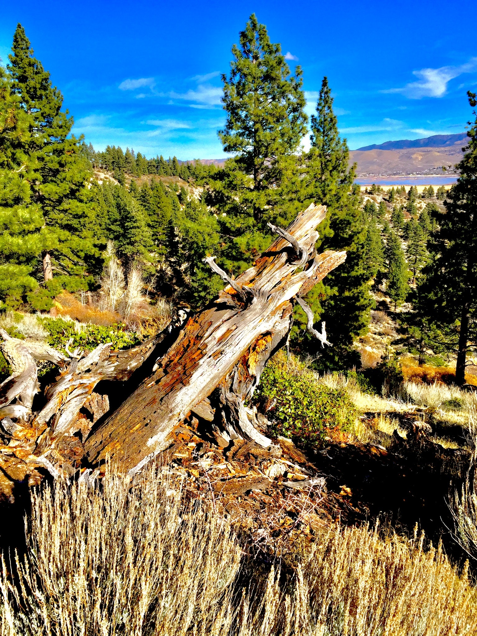 Brown tree log near pine tree photo