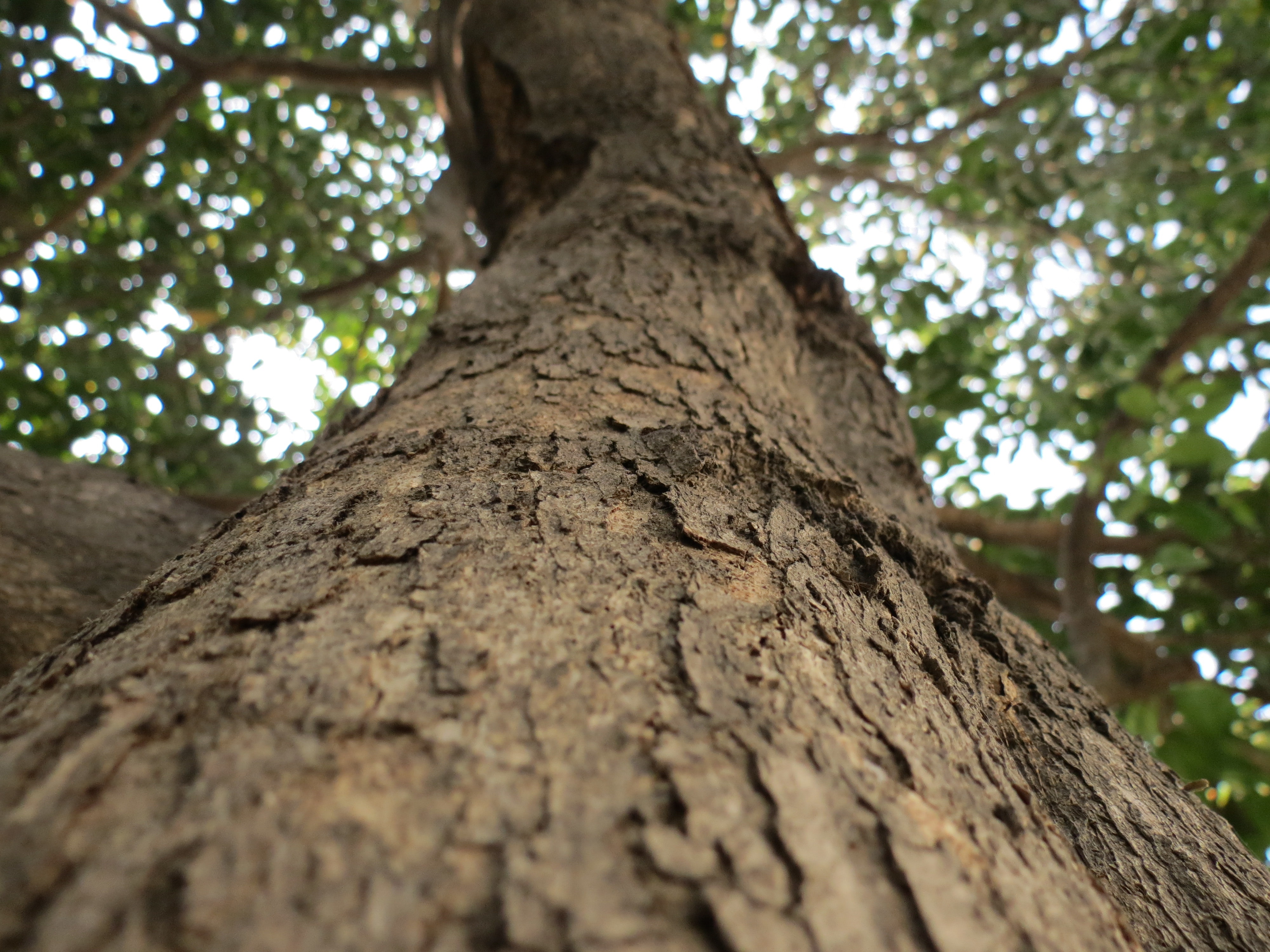 Brown Tree Trunk · Free Stock Photo