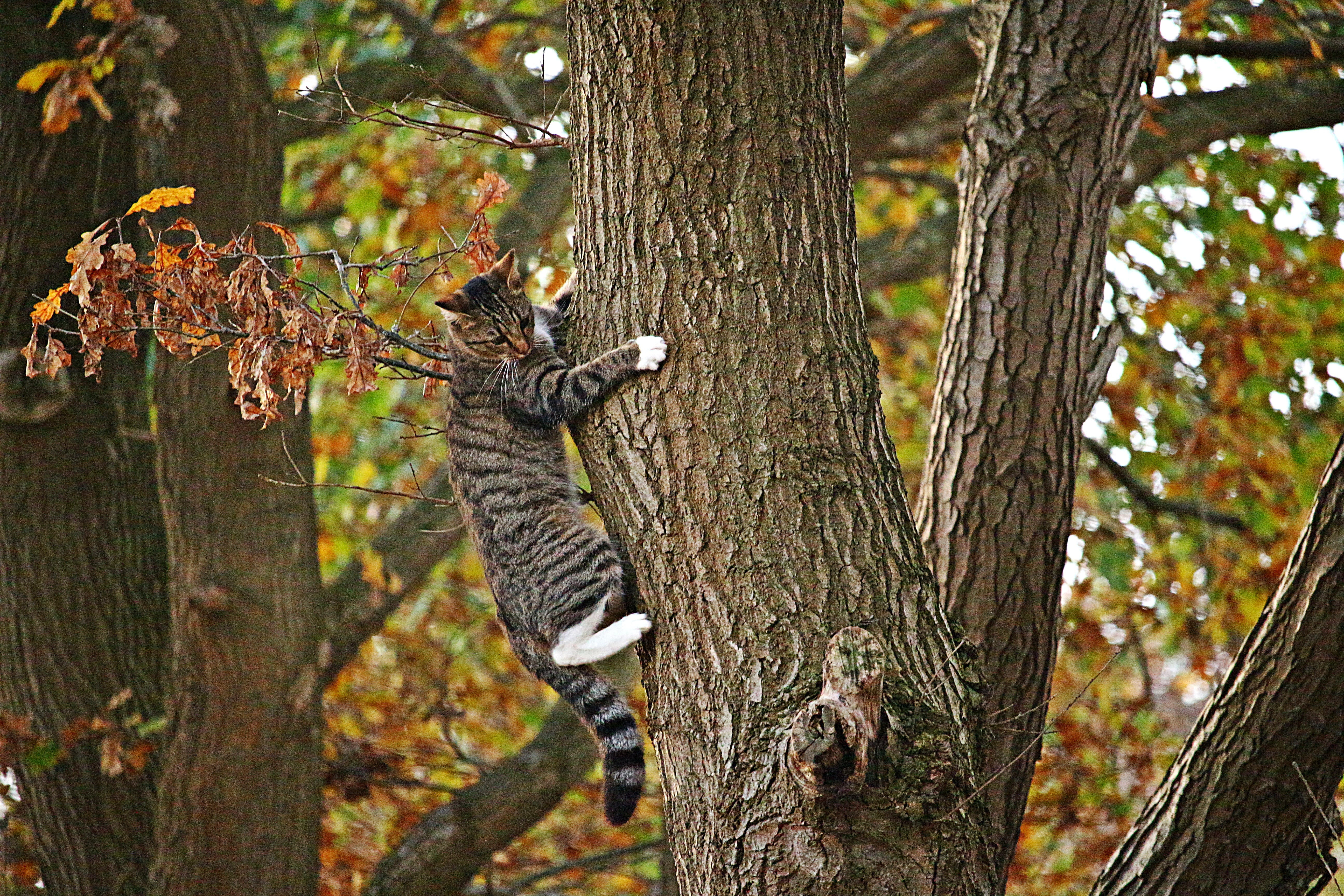 Silver Tabby cat climbing on brown tree trunk HD wallpaper ...