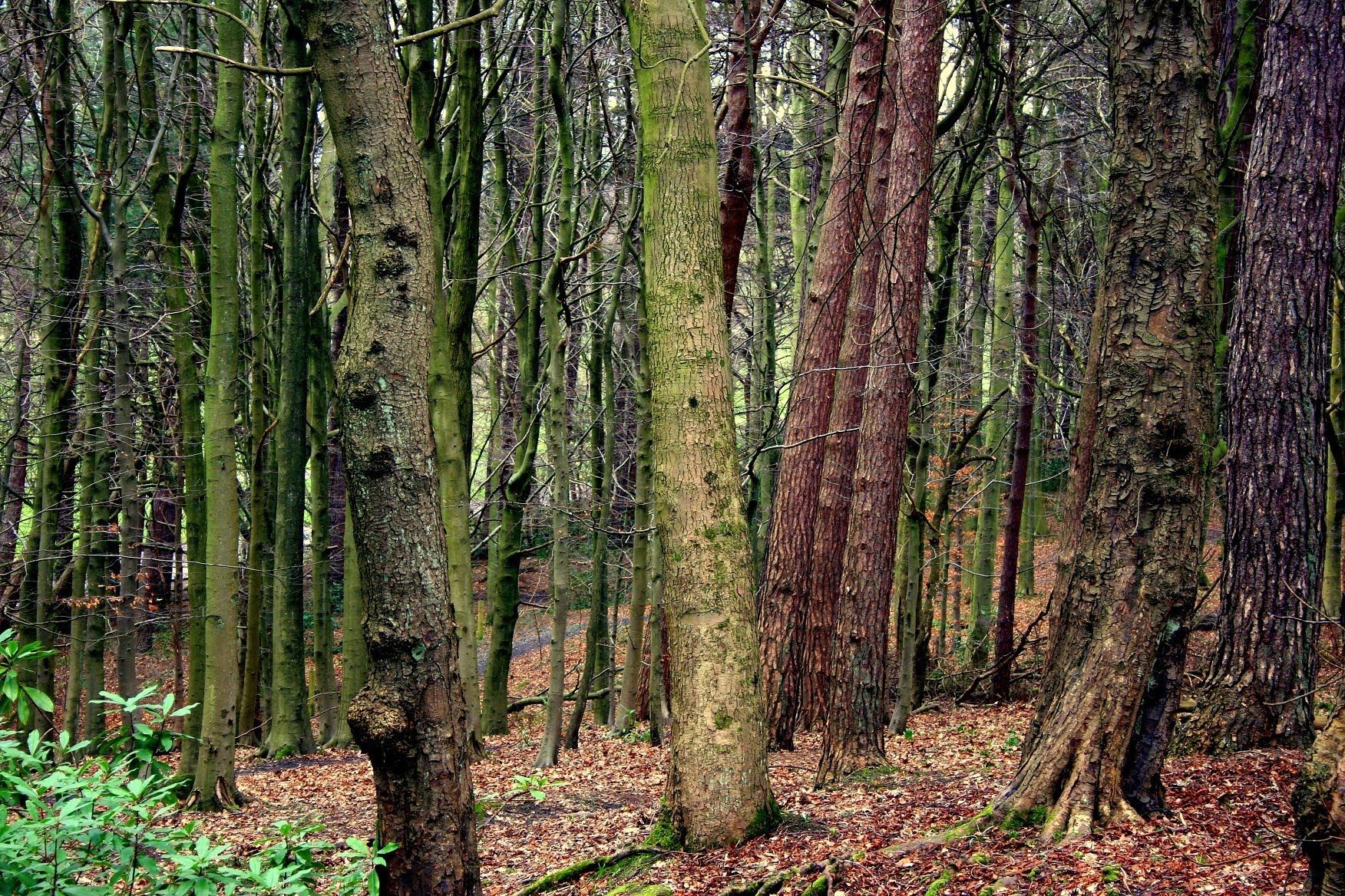 Tree trunks photo