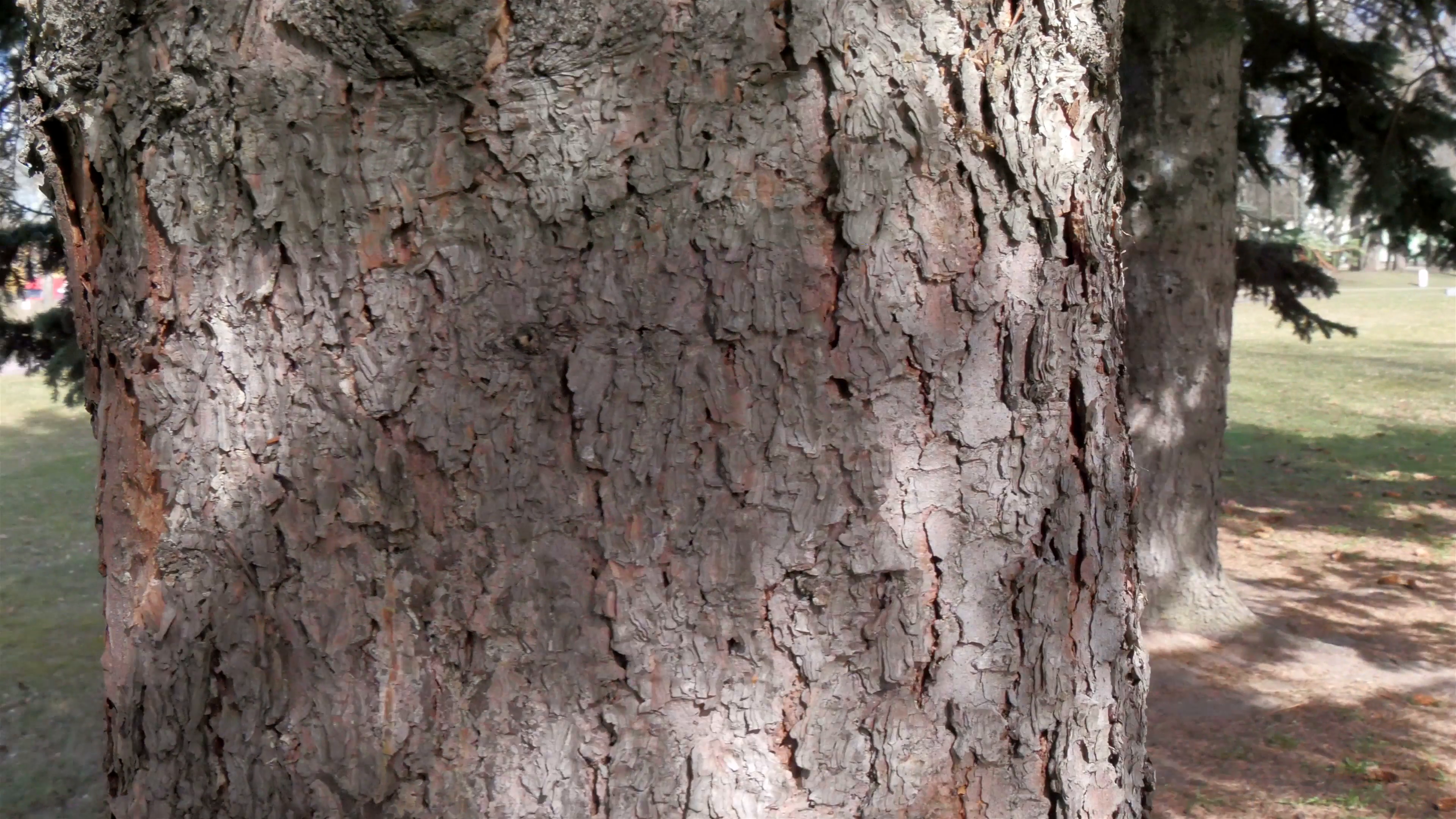Brown thick trunk of the birch tree Stock Video Footage - Videoblocks